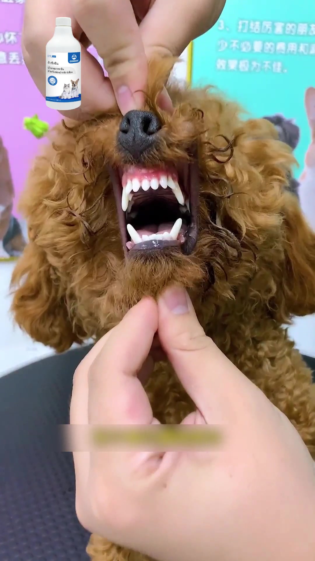 @เจียงเจียงคังคัง