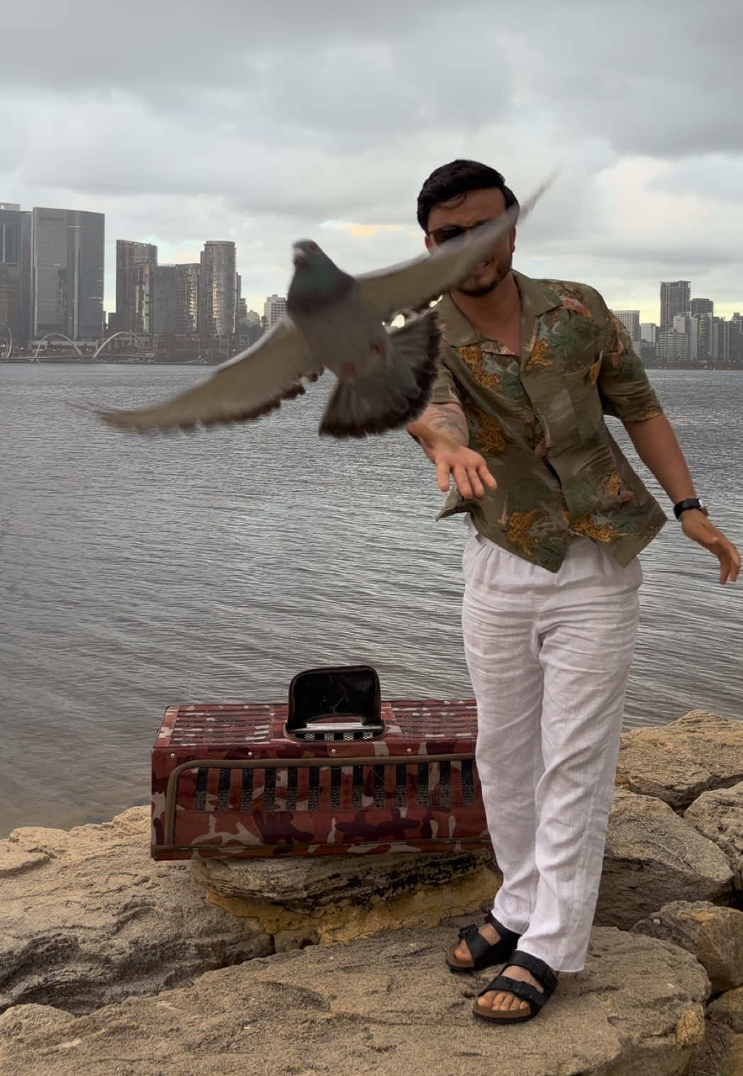 @pigeon.papii