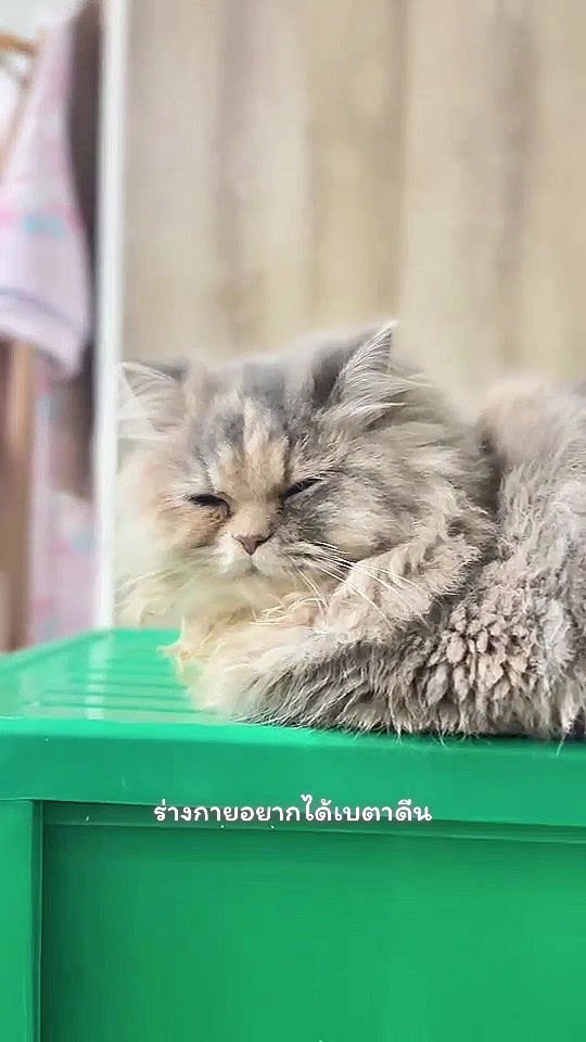 @DIYอุปกรณ์สัตว์เลี้ยง