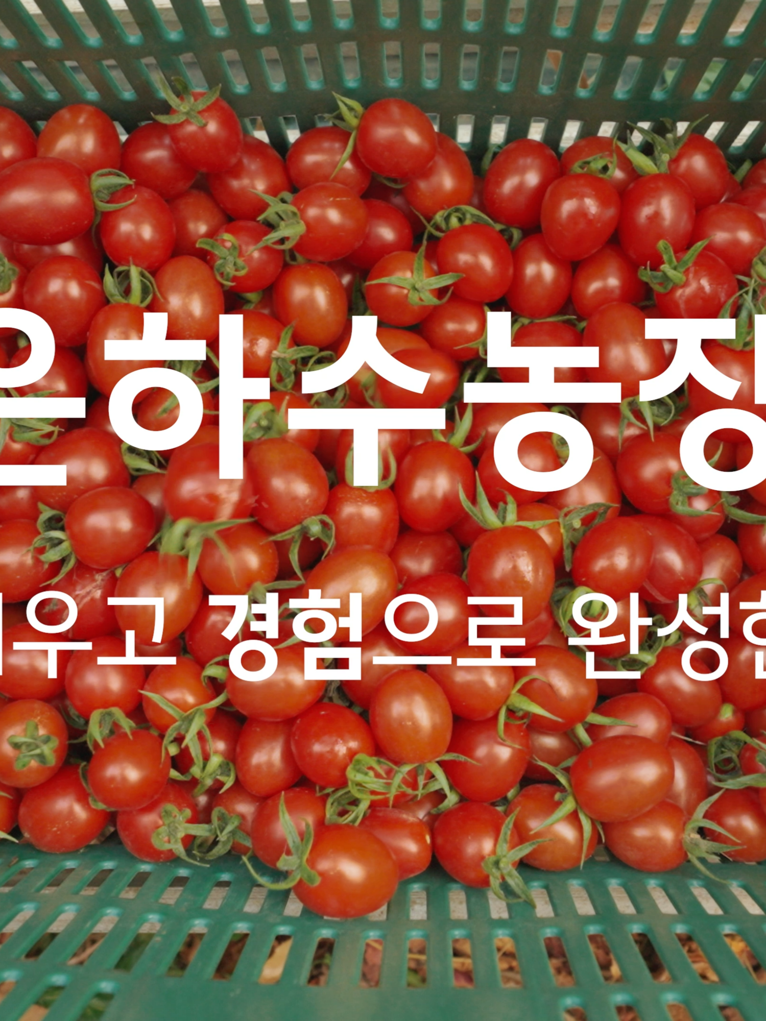 @송반장 갯바람농부