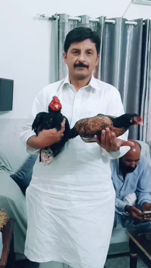 @Gillani Aseel Club