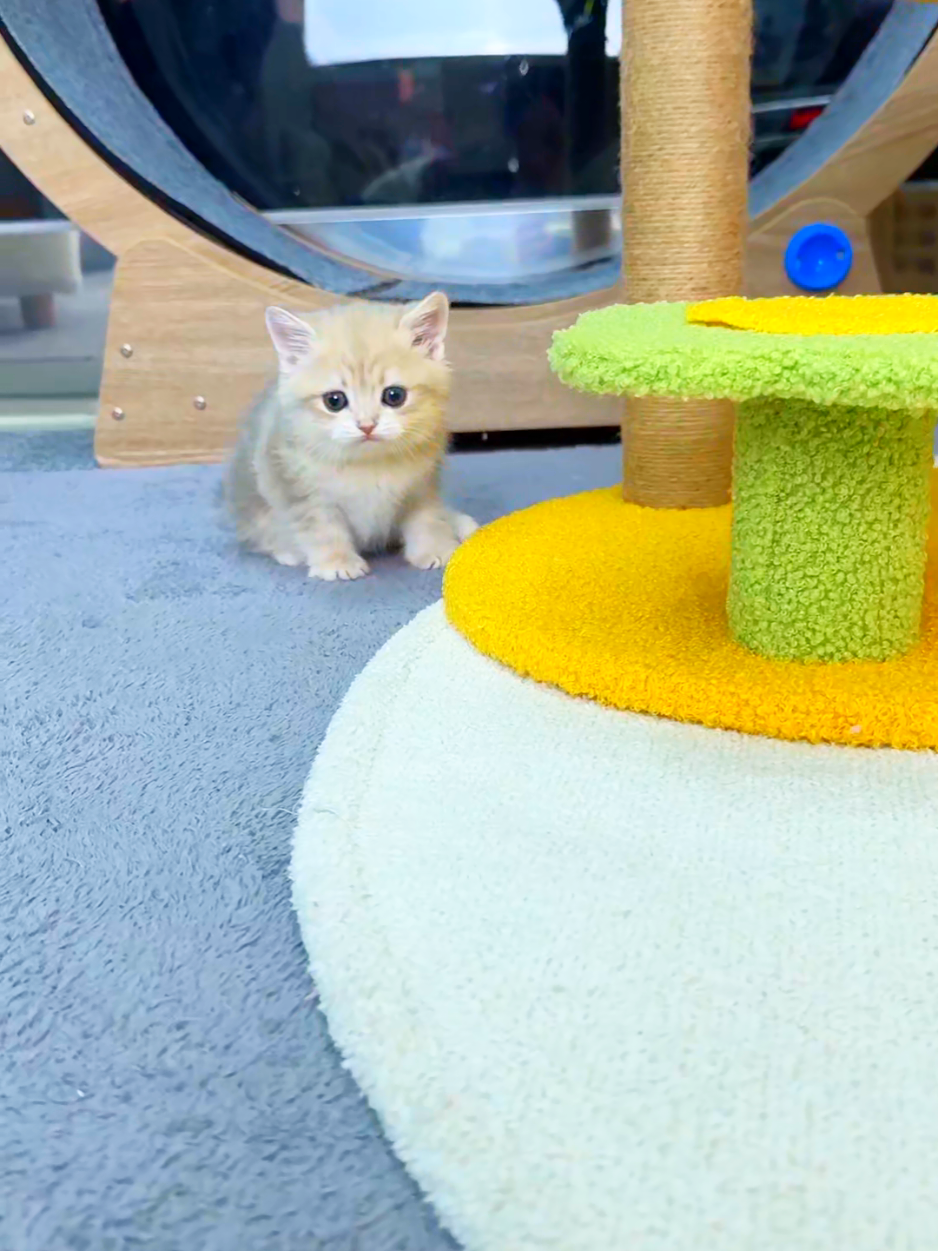 @핑발바닥은 못참는다냥🐱