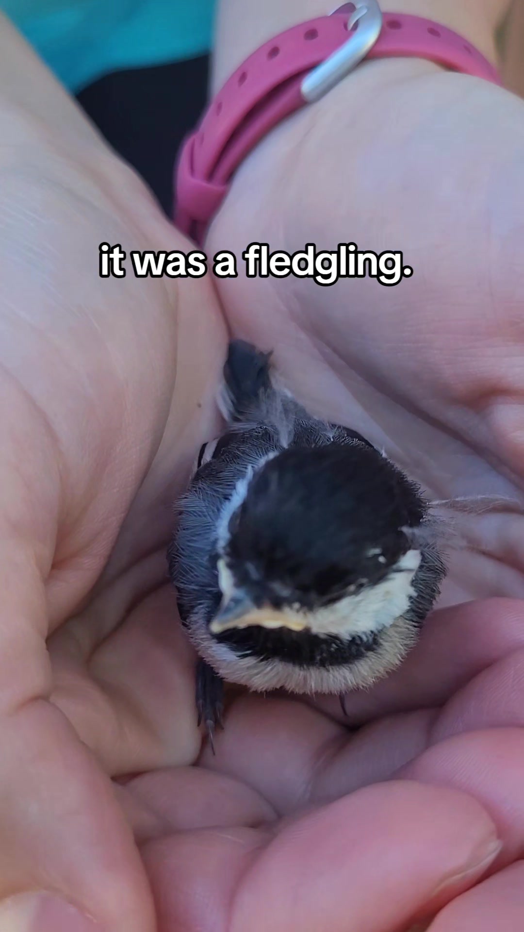 @Bwings