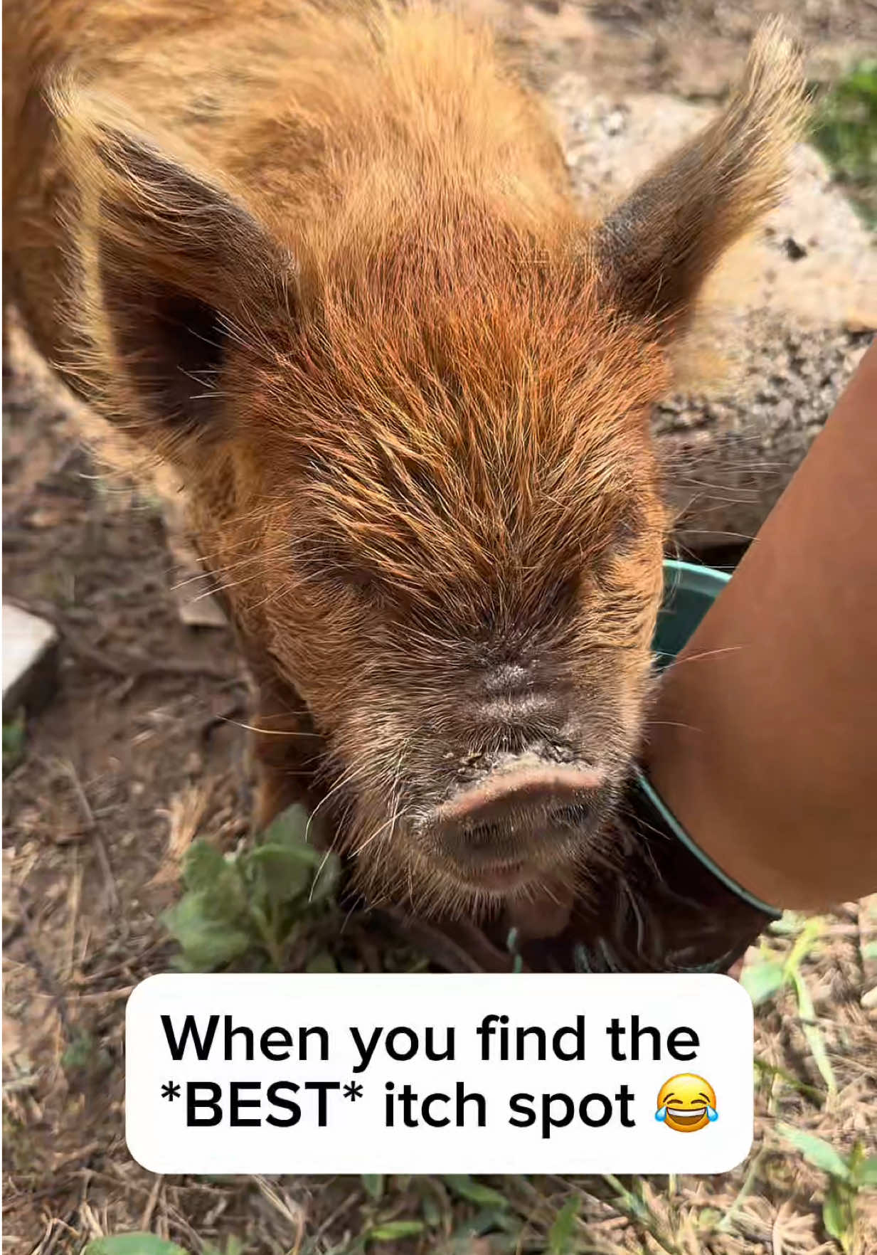@Heart & Hoof Homestead