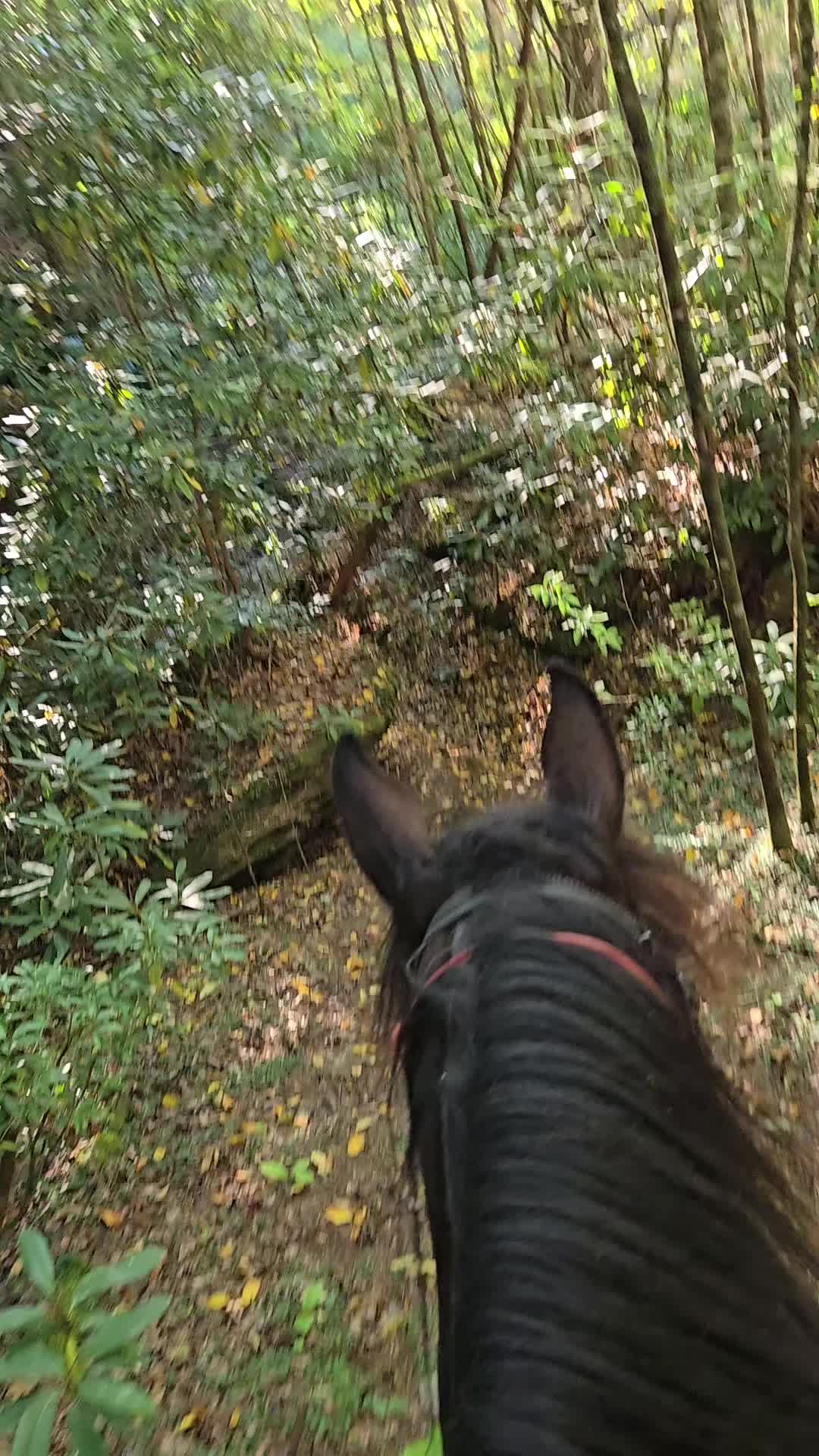 @crosseyedcattle