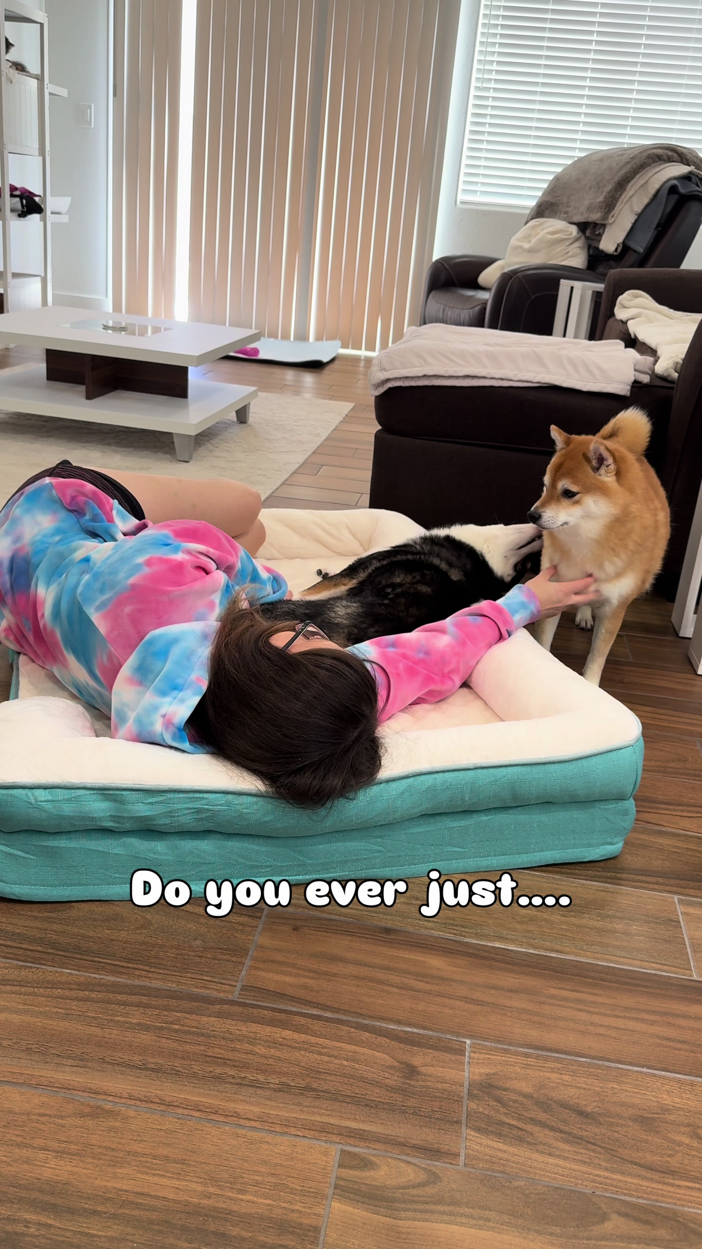 @Flock of Shibas 🐕🐕🐕
