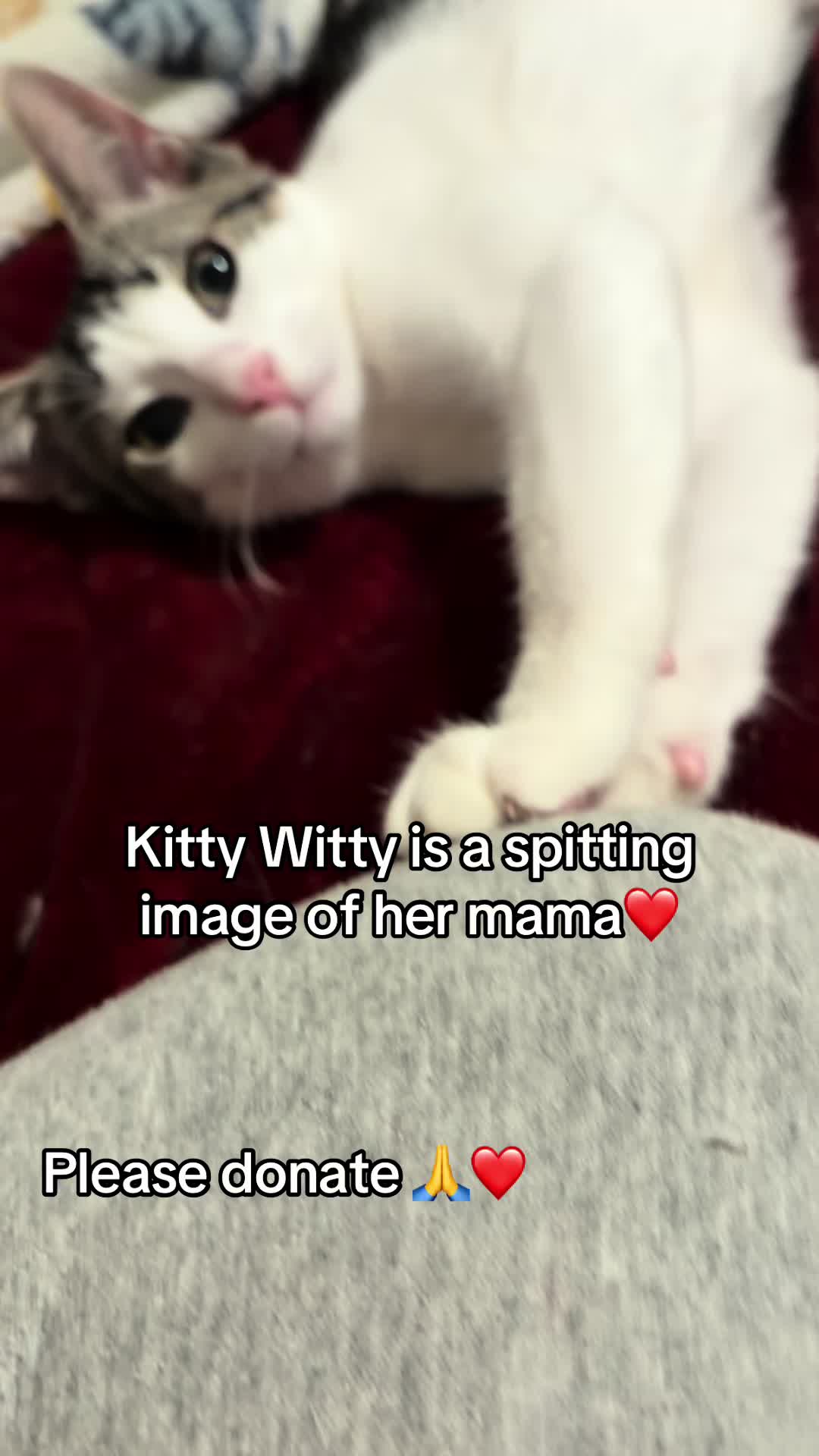 @Kovu’s Kitties