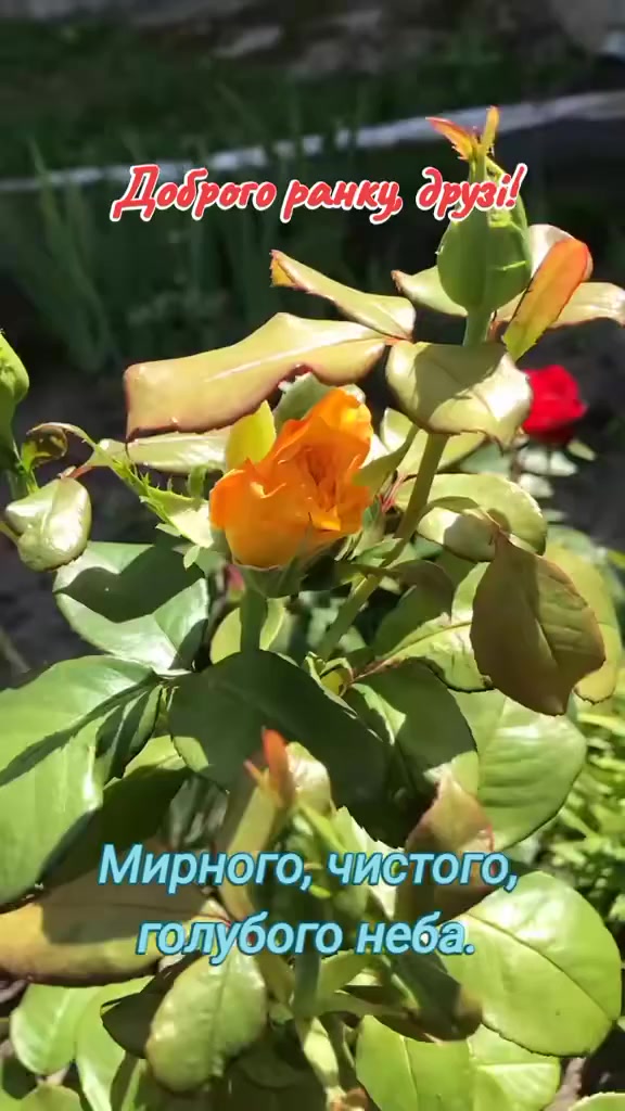 @НАДІЯ🌺