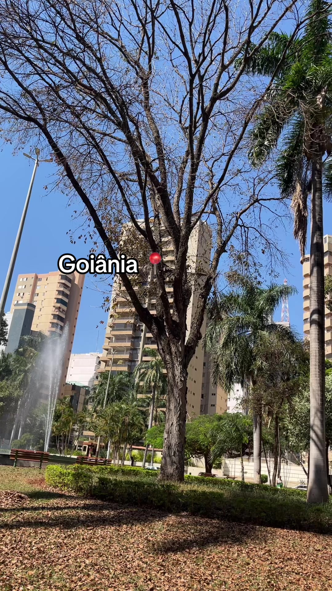 @Paixão Goiana