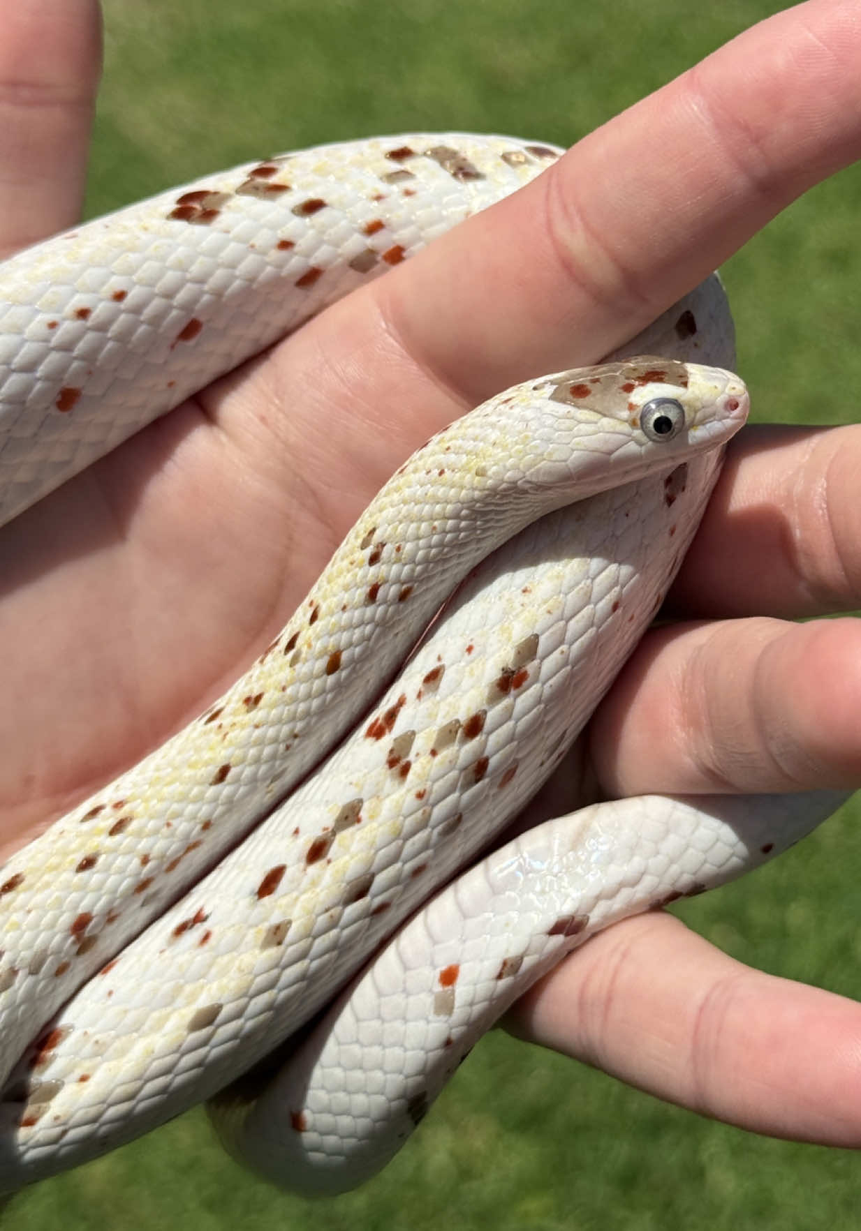 @Rhetts Exotic Pets