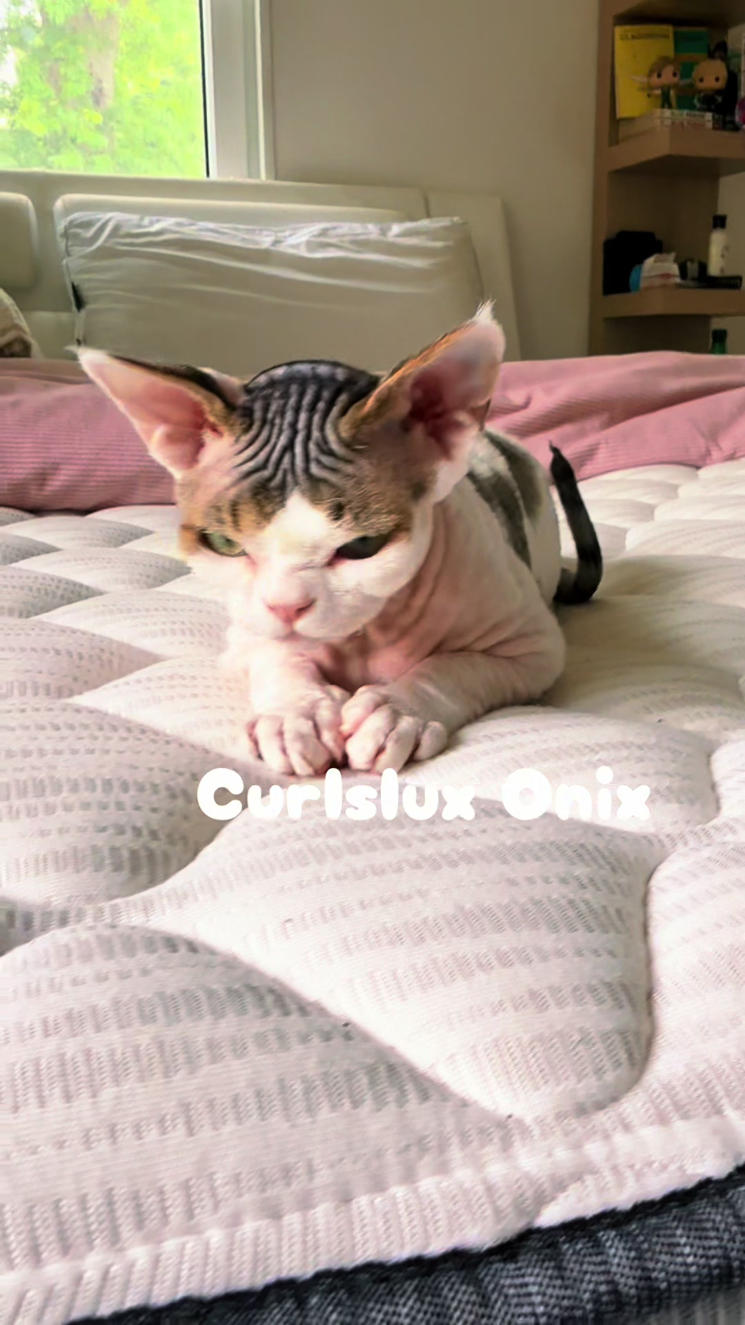 @Curlslux cattery!!🇺🇸