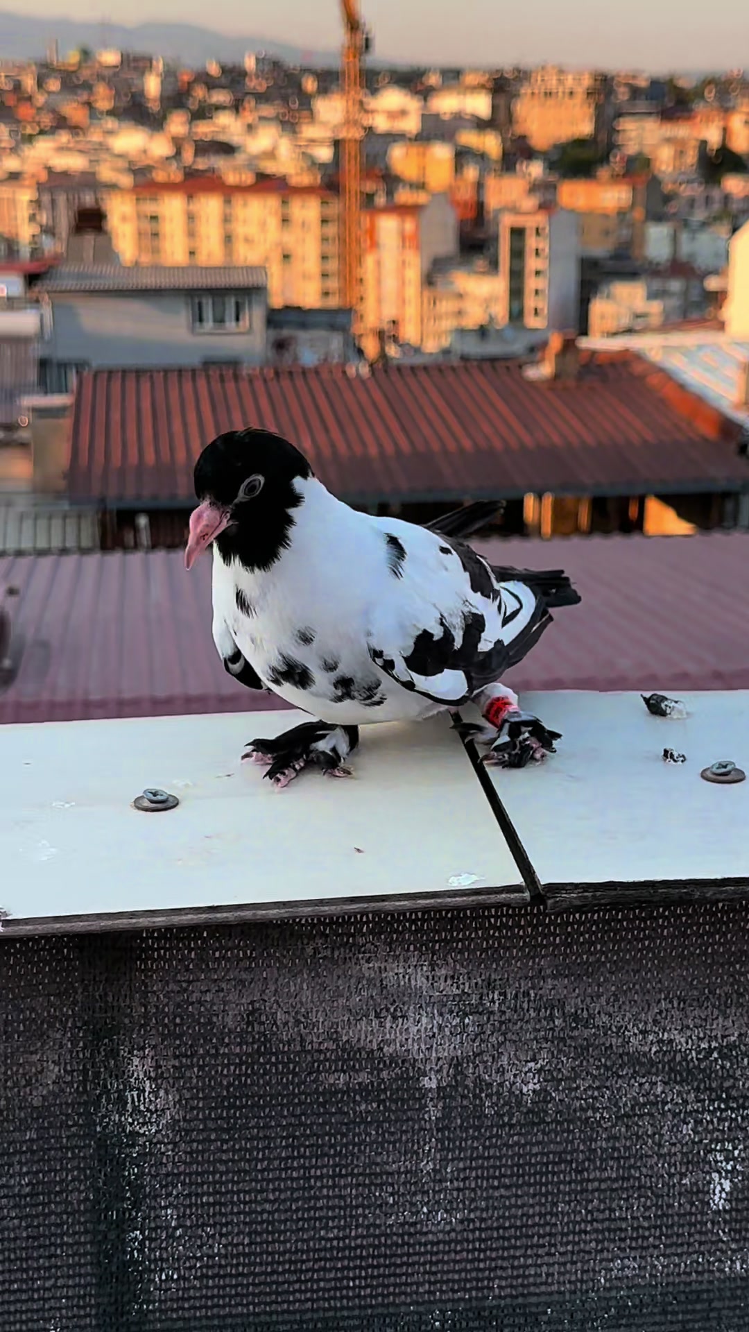 @Süleyman uçar