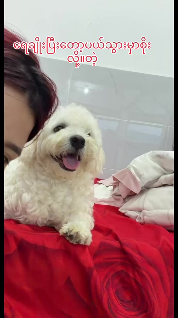 @招财🐶
