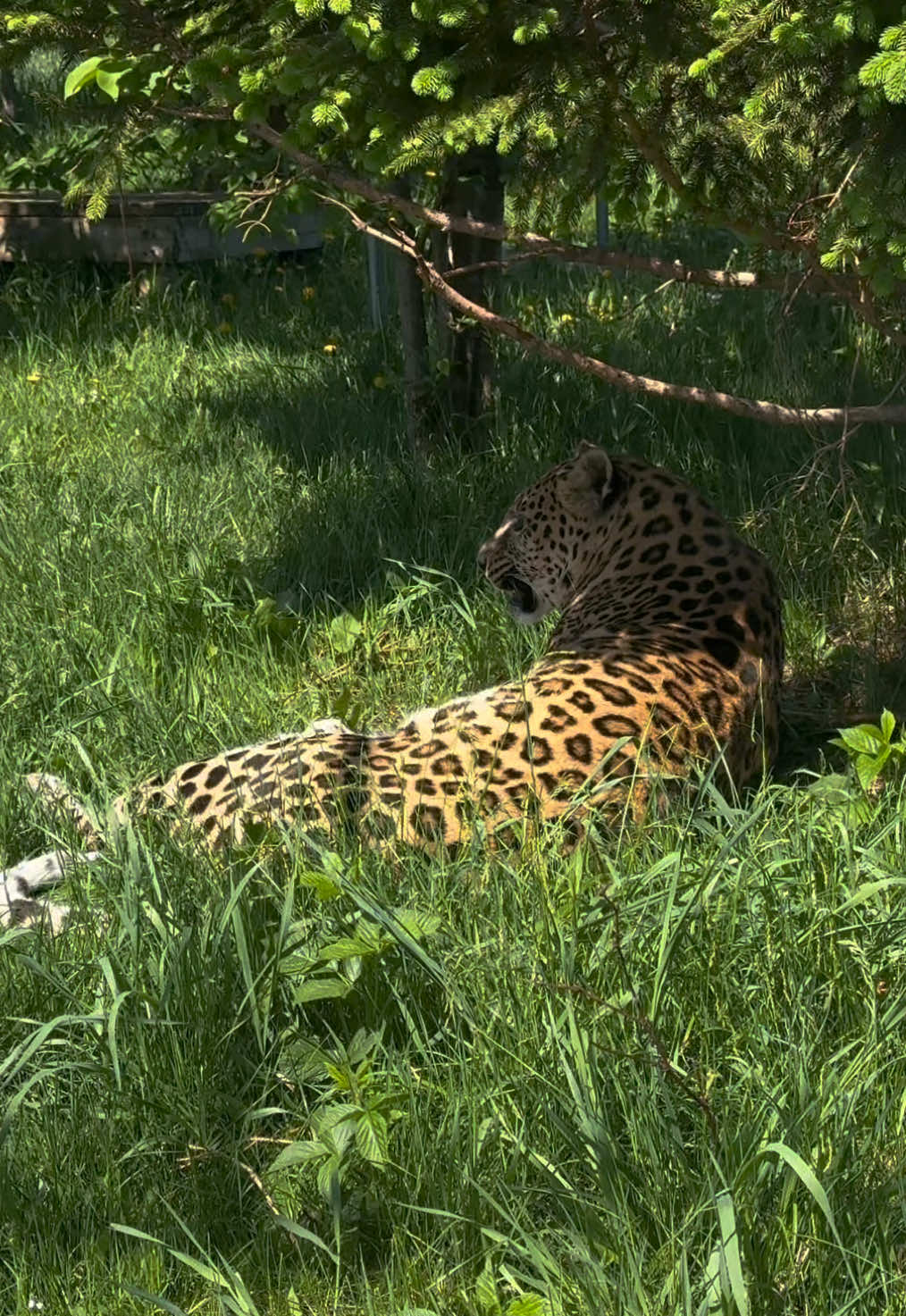 @The Wildcat Sanctuary