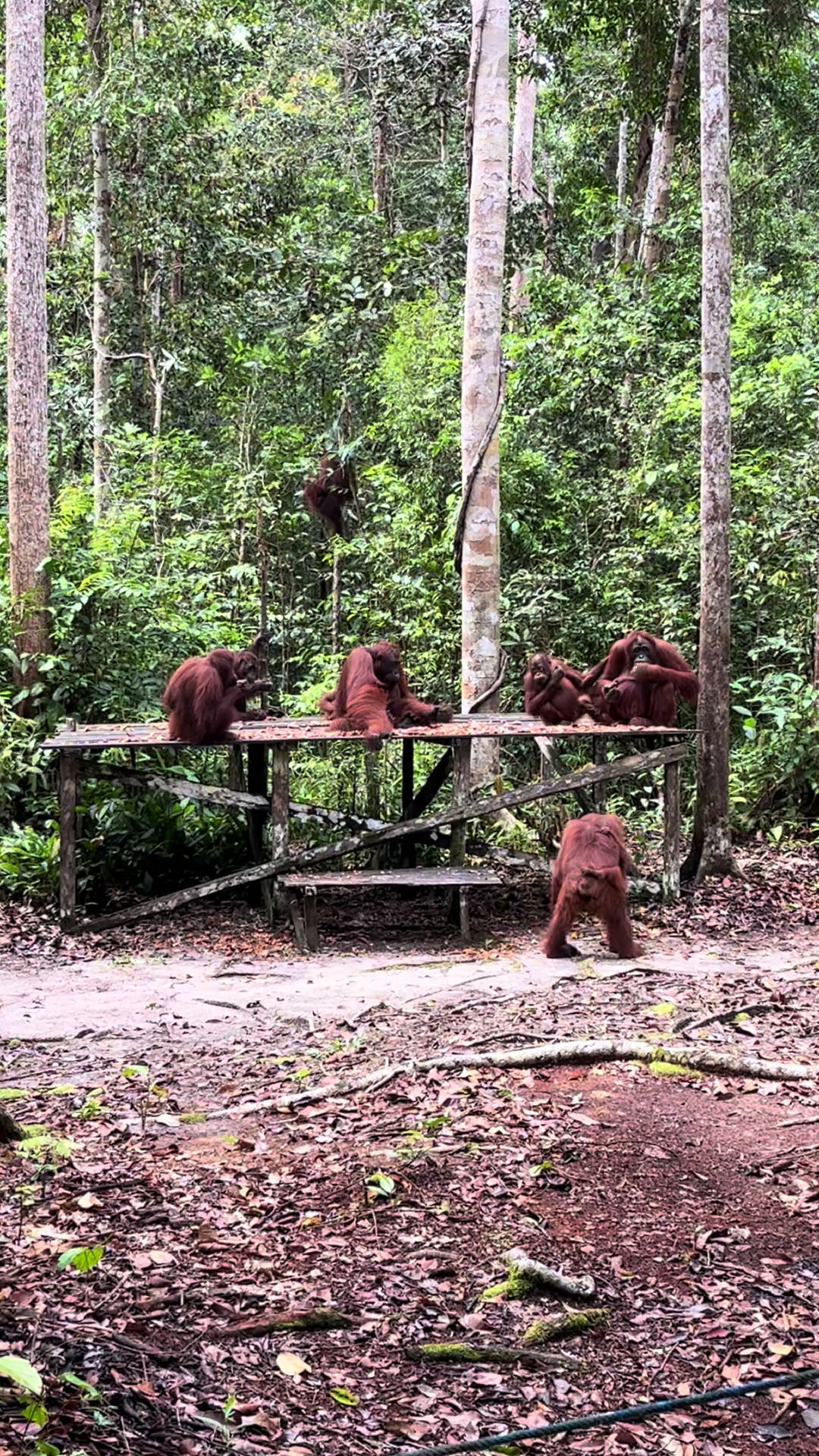 @BORNEORANGUTANSTOUR.