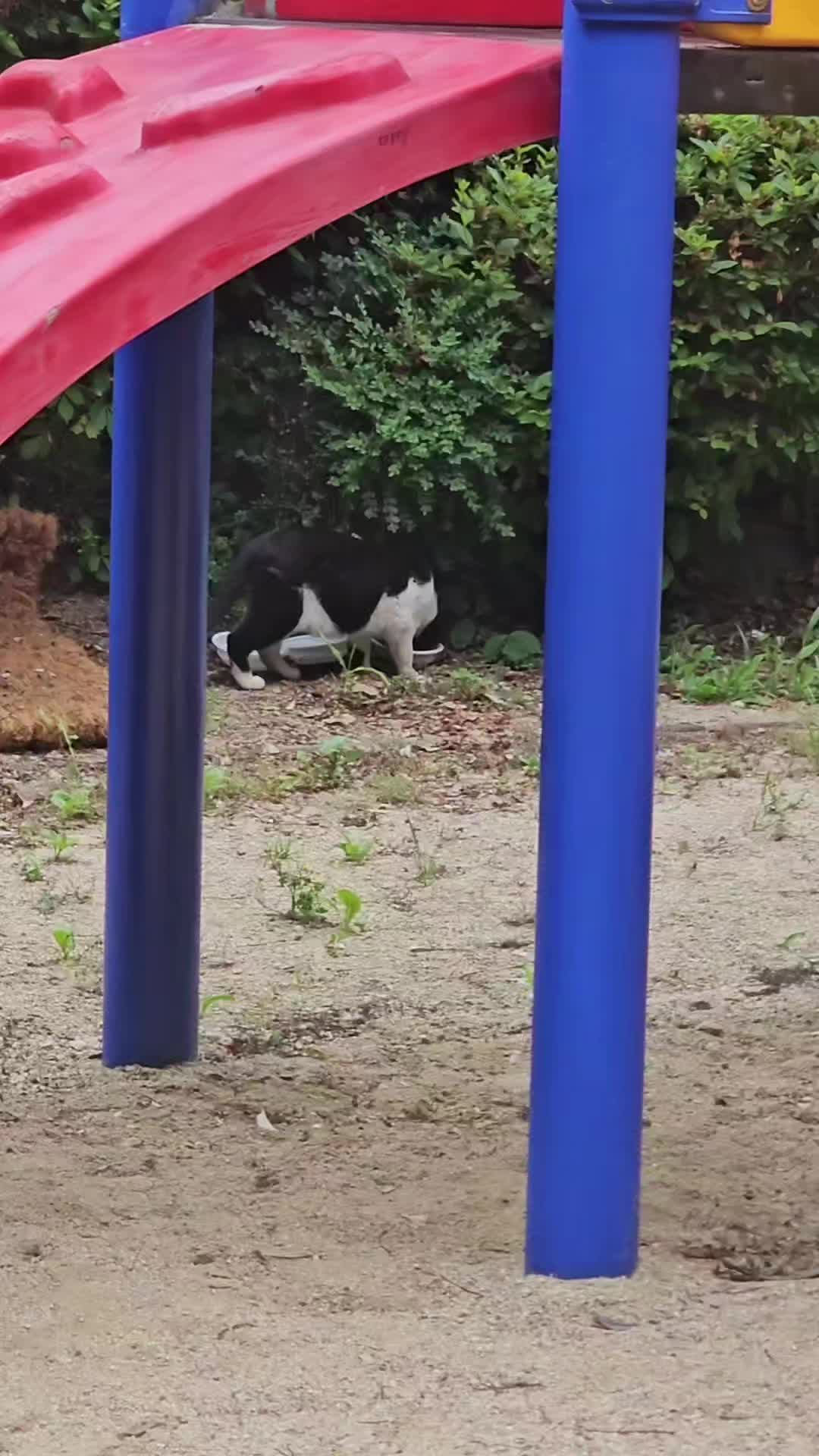 @고양이 형아