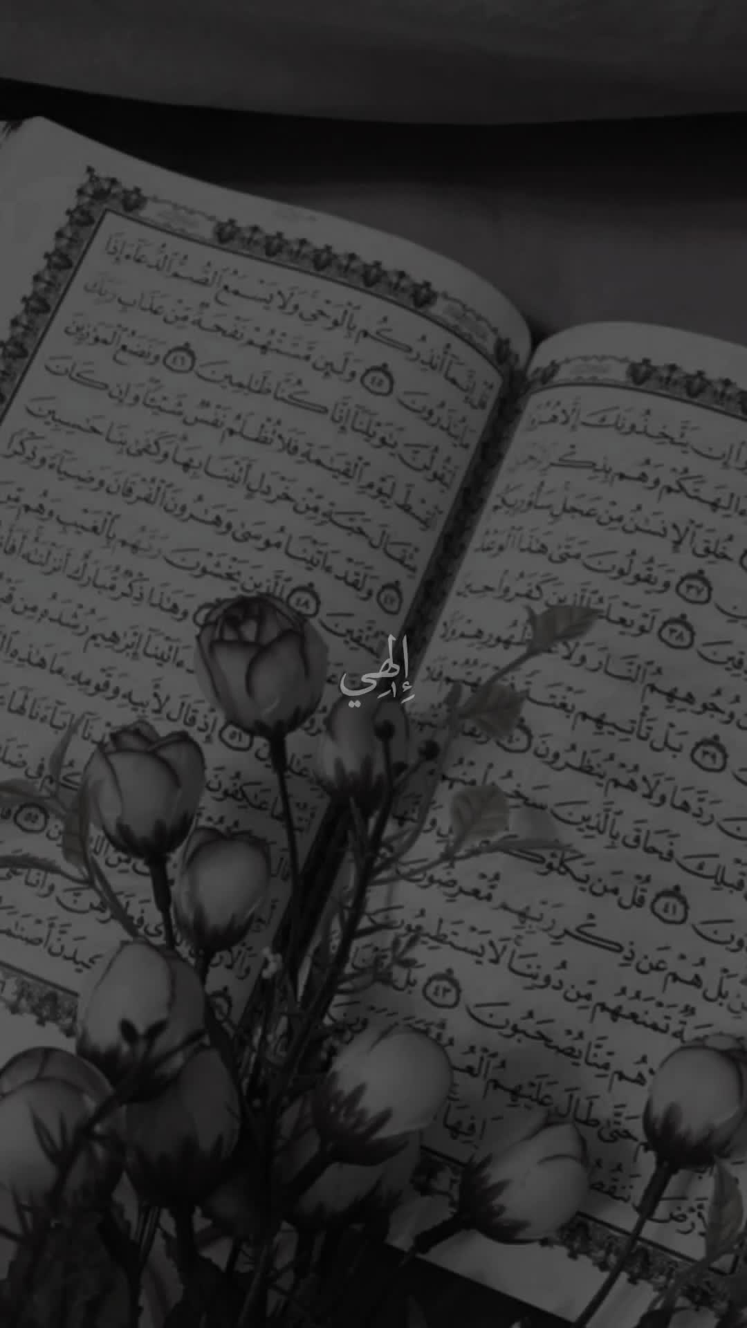 @قائد الغُرِّ المُحَجَّلين