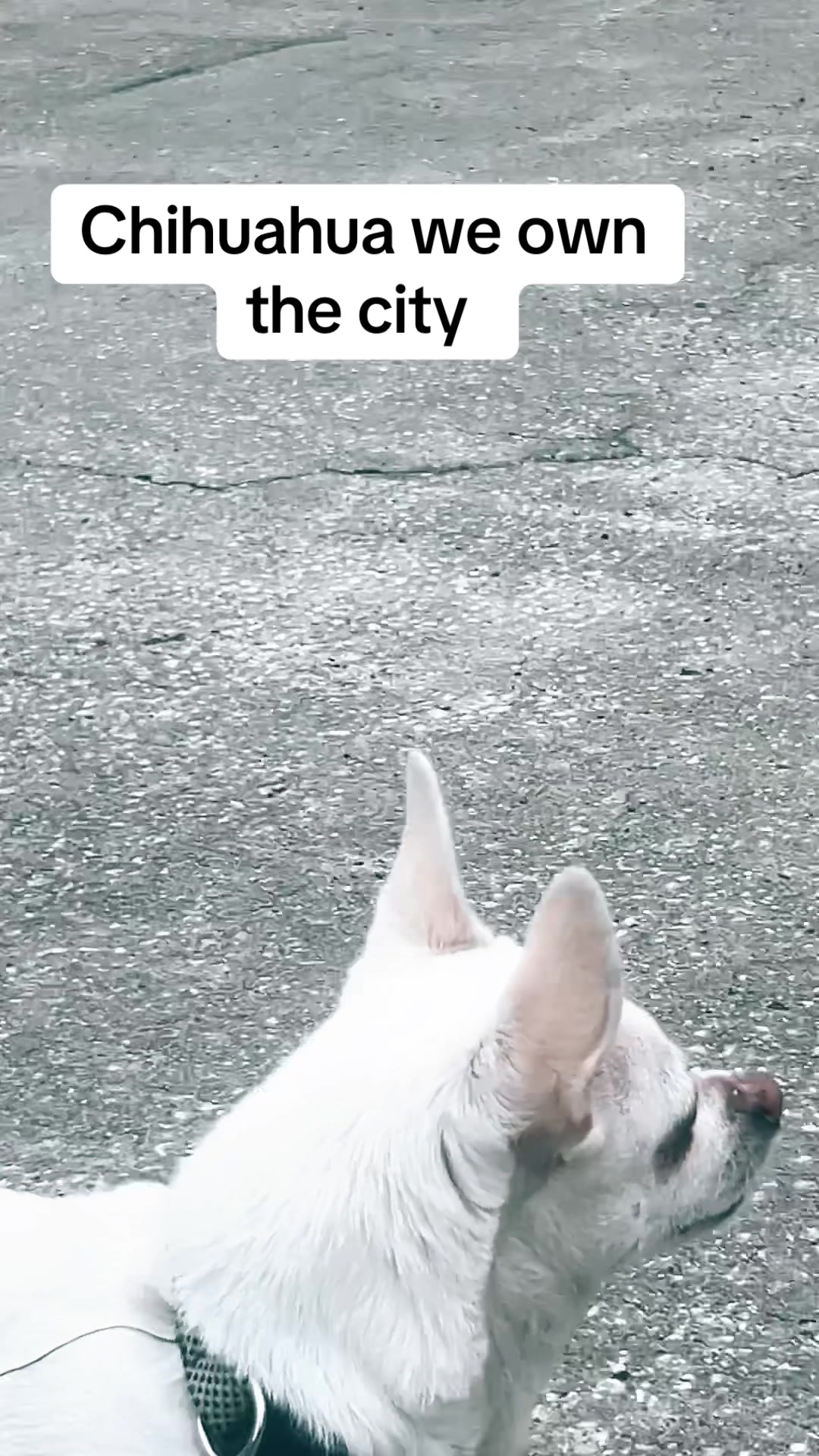 @Onix