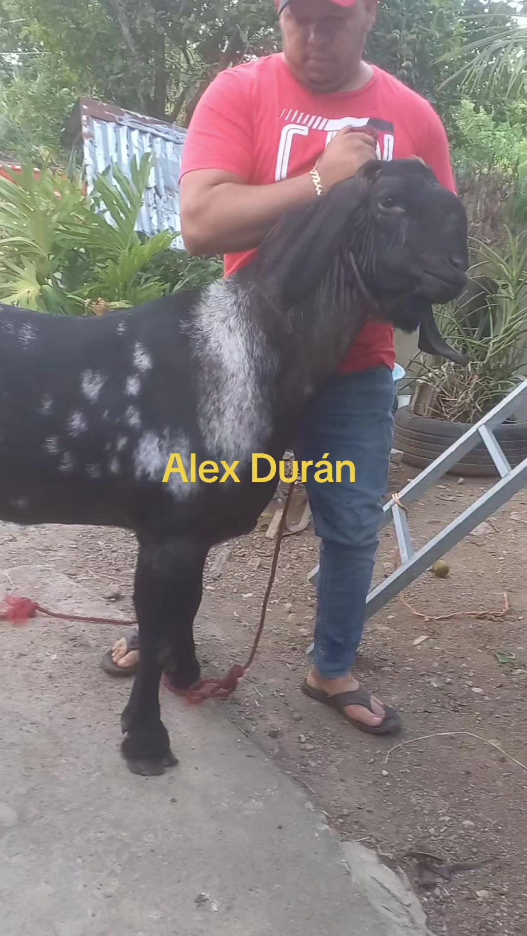 @alexduran7558