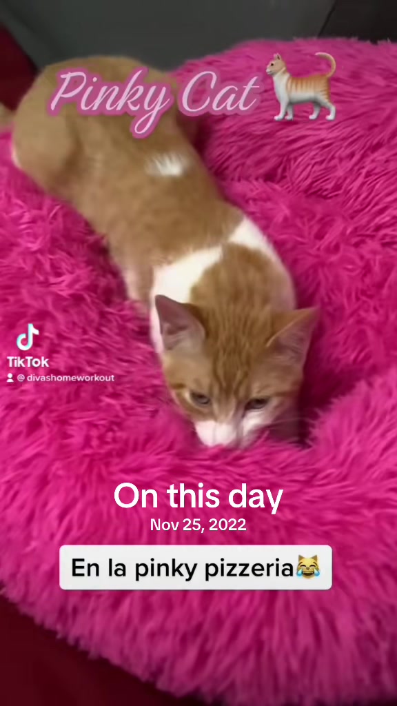 @Pinky😸&Zoe 😸& ApoloCat 😻