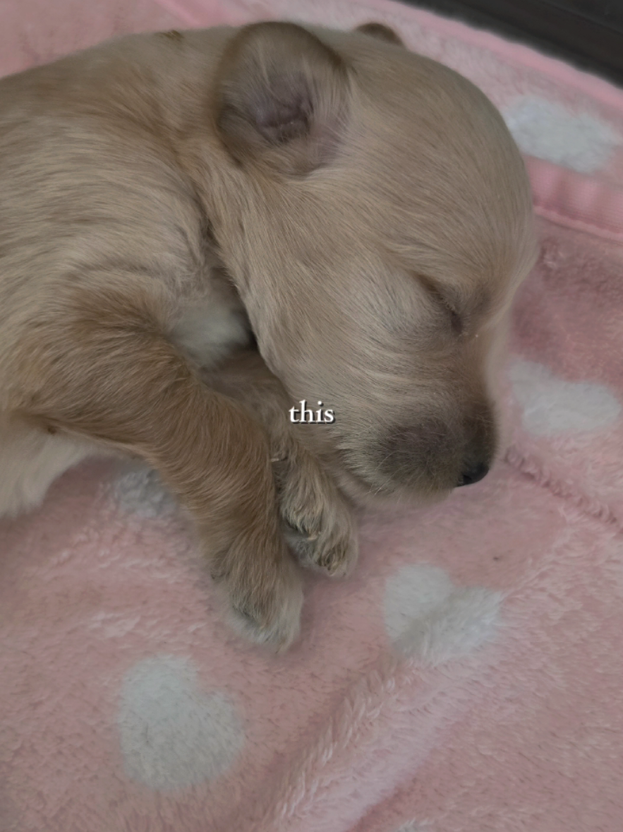 @Little Bit Wildlife Rescue