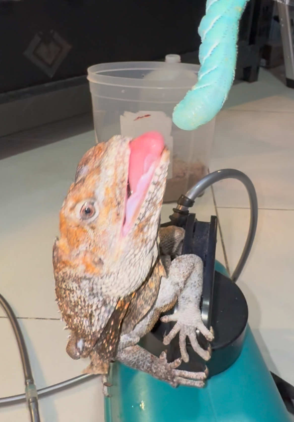 @Tommys_reptiles