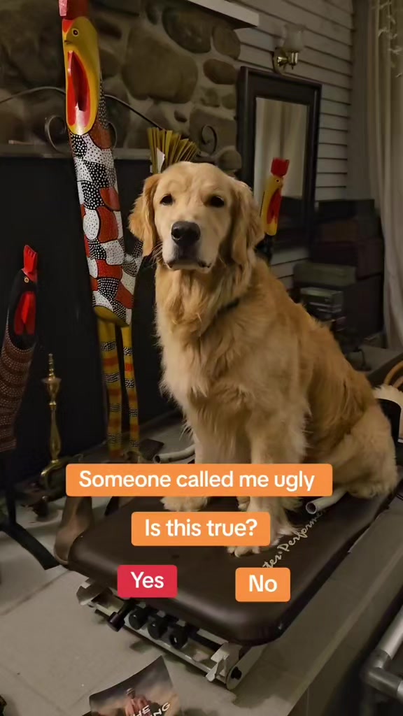@🐶Griffin