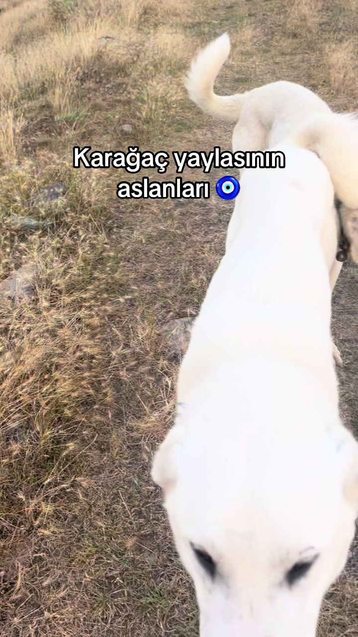 @Talip Cerrahoğlu