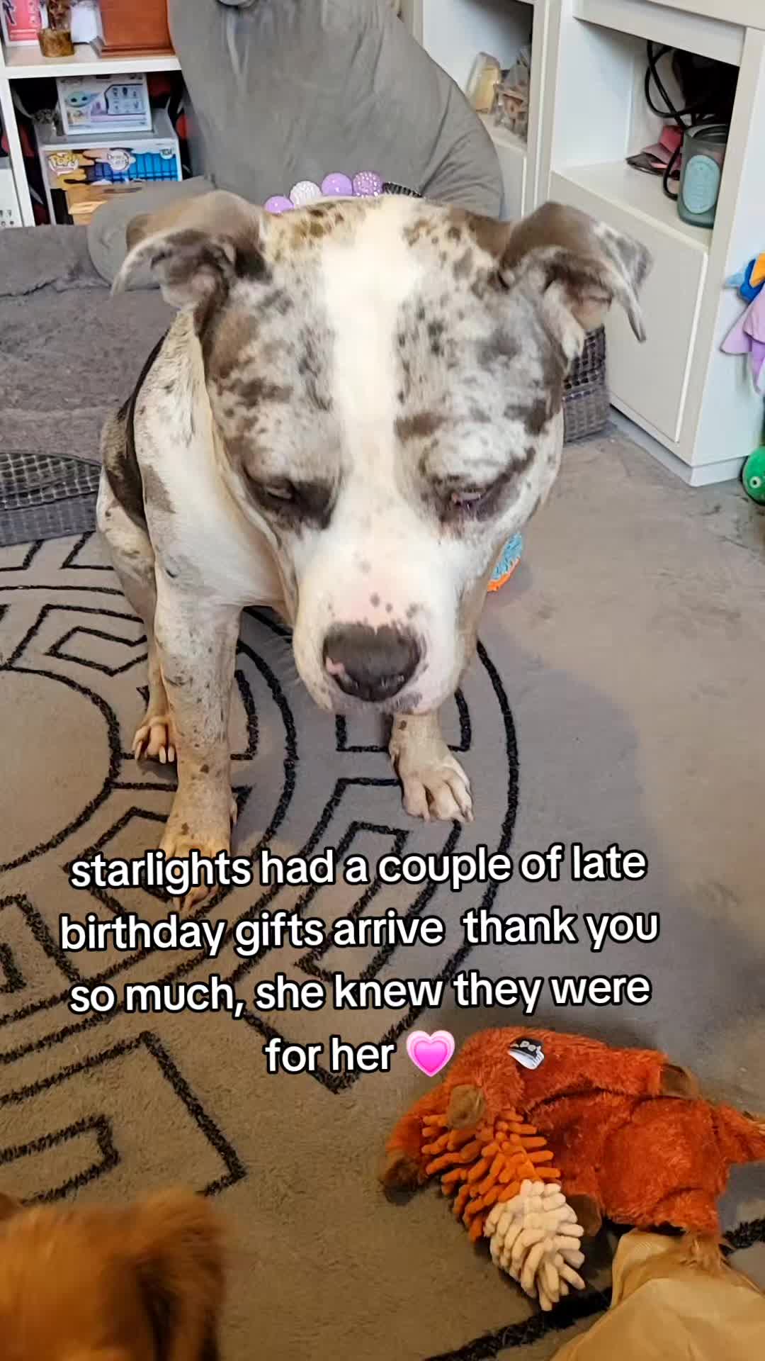 @kirsty+starlight the xl bully