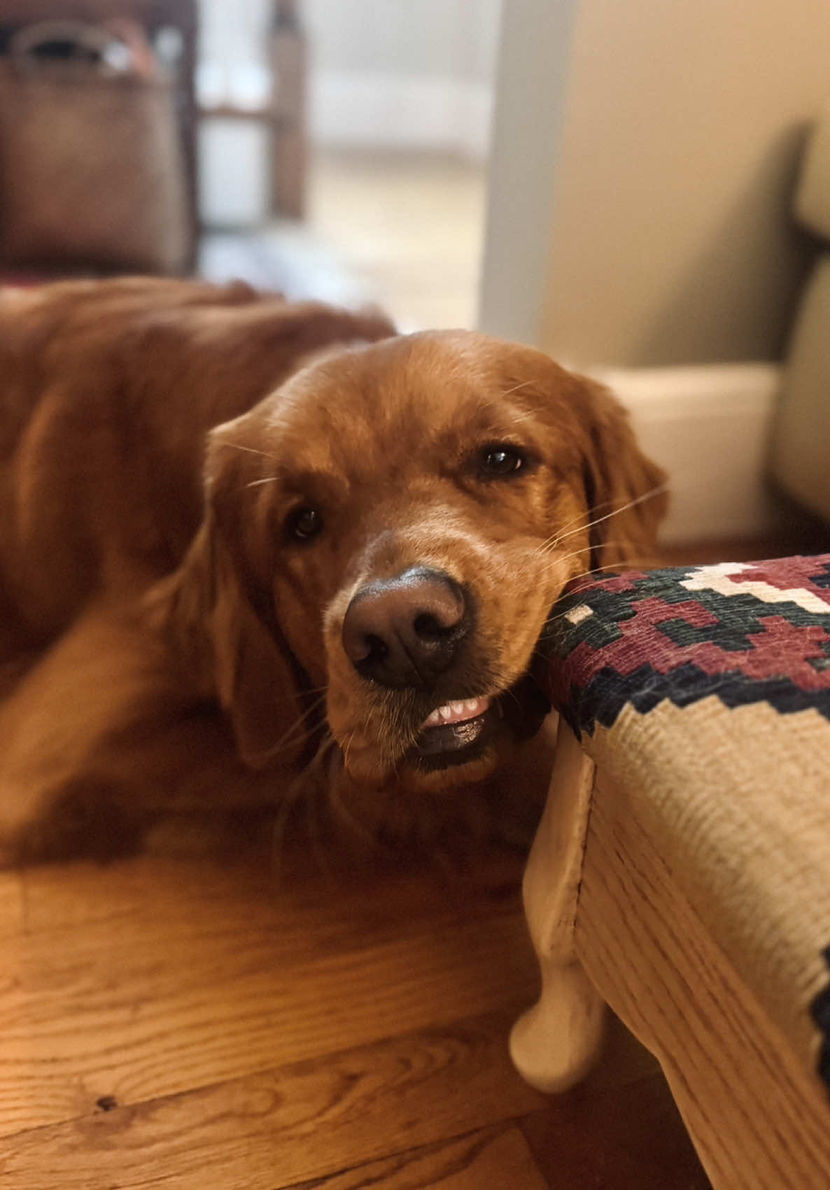 @Rooster The Red Retriever