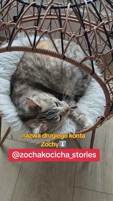 @zochakocicha7
