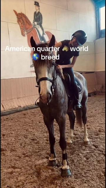 @PERFECT HORSES FOR ADOPTION