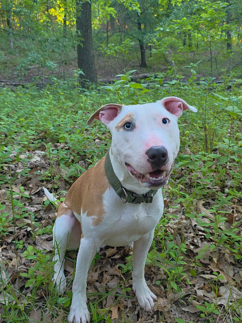 @Canine Wonders Training