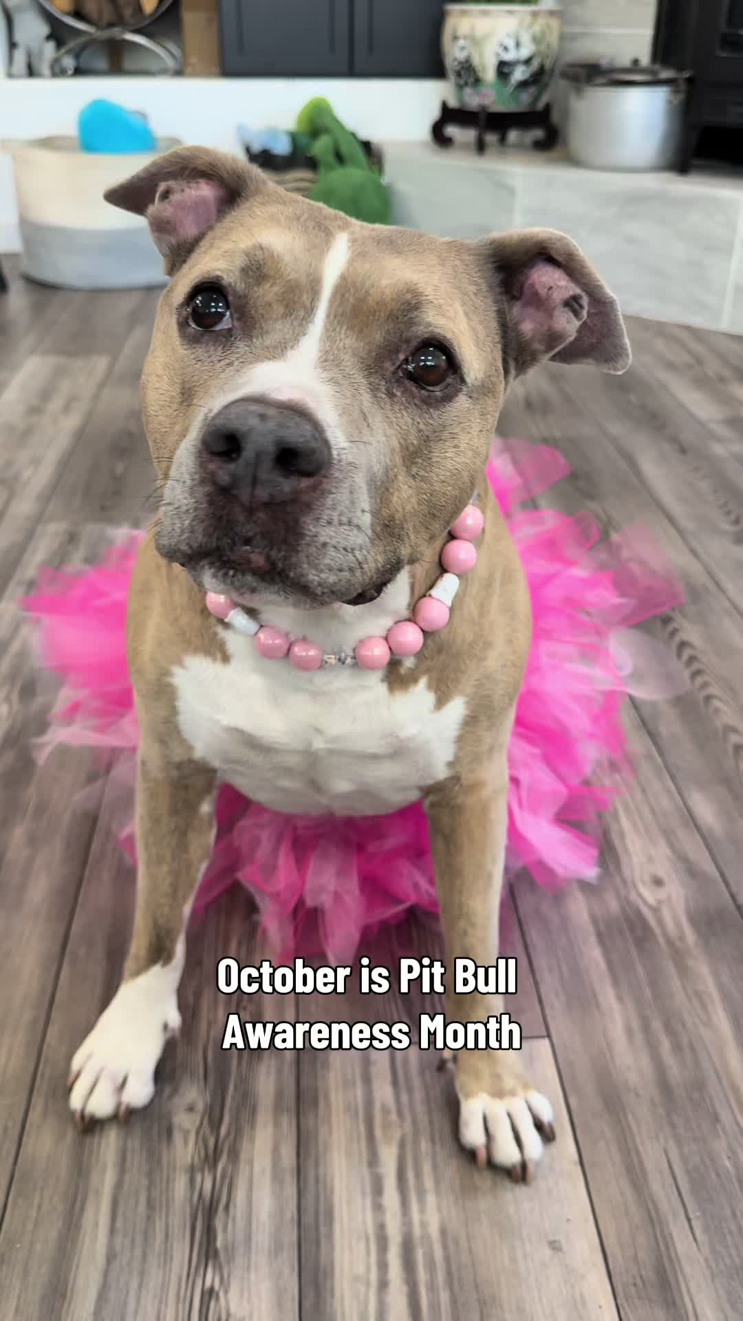 @Indie.pittie