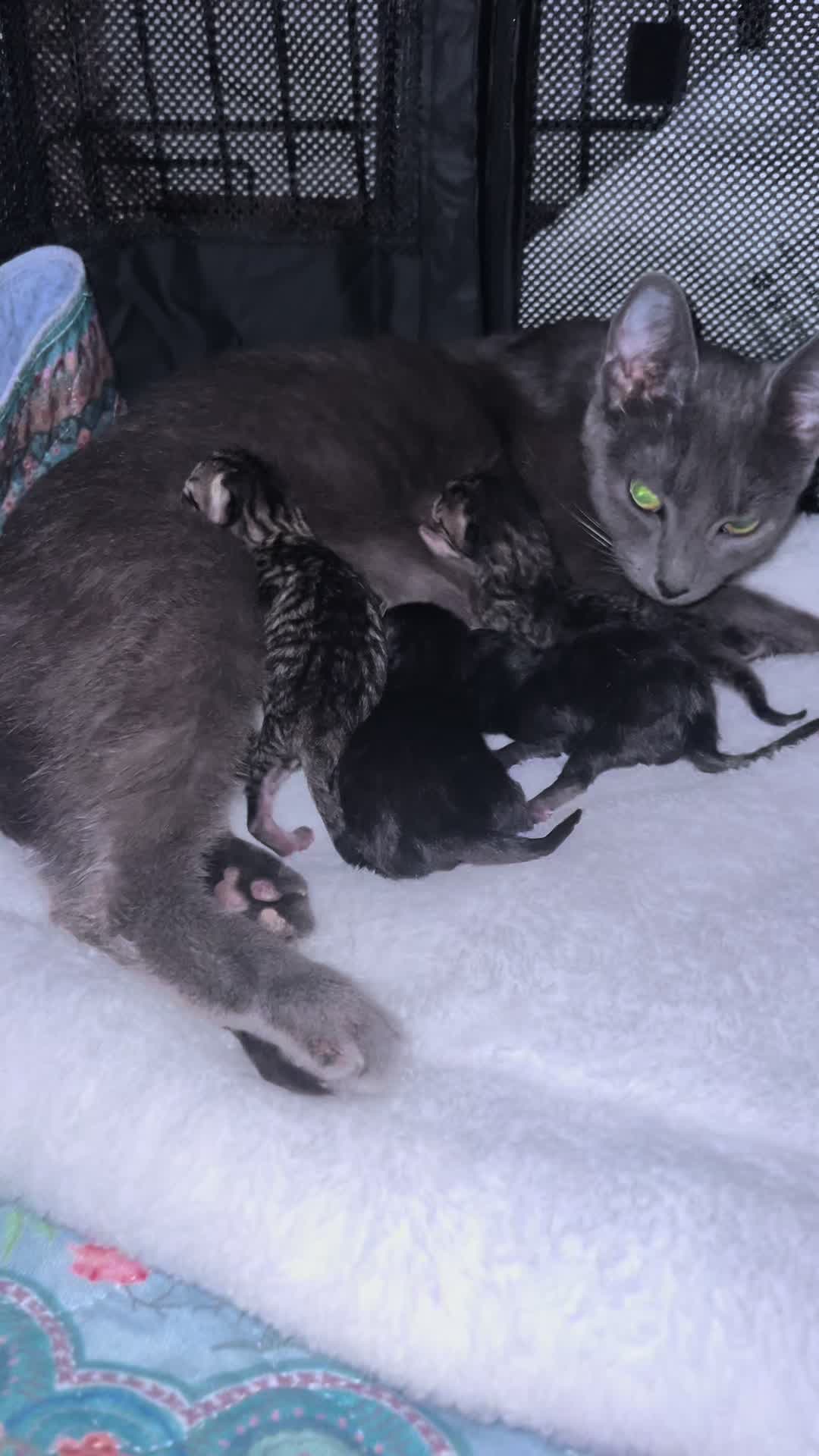 @Kitten.mama