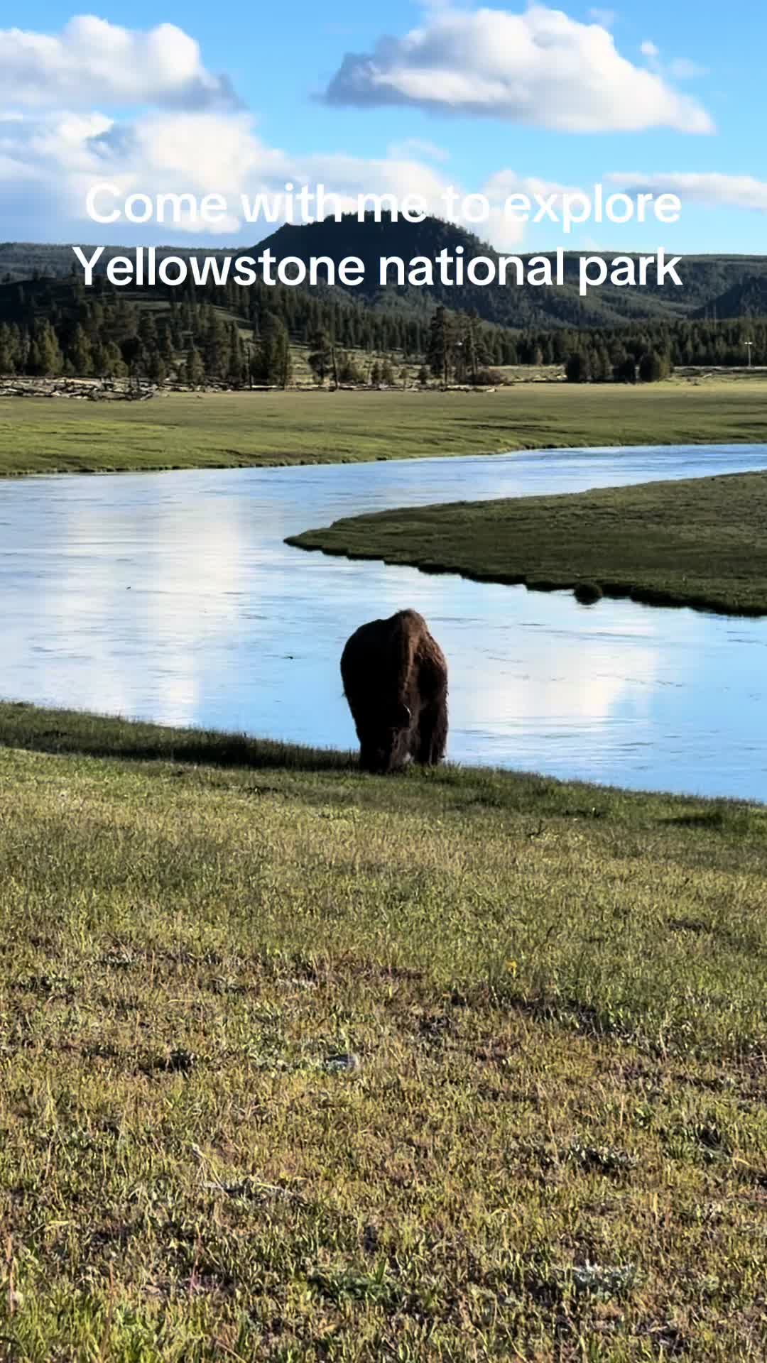 @WildMeadowPhotography