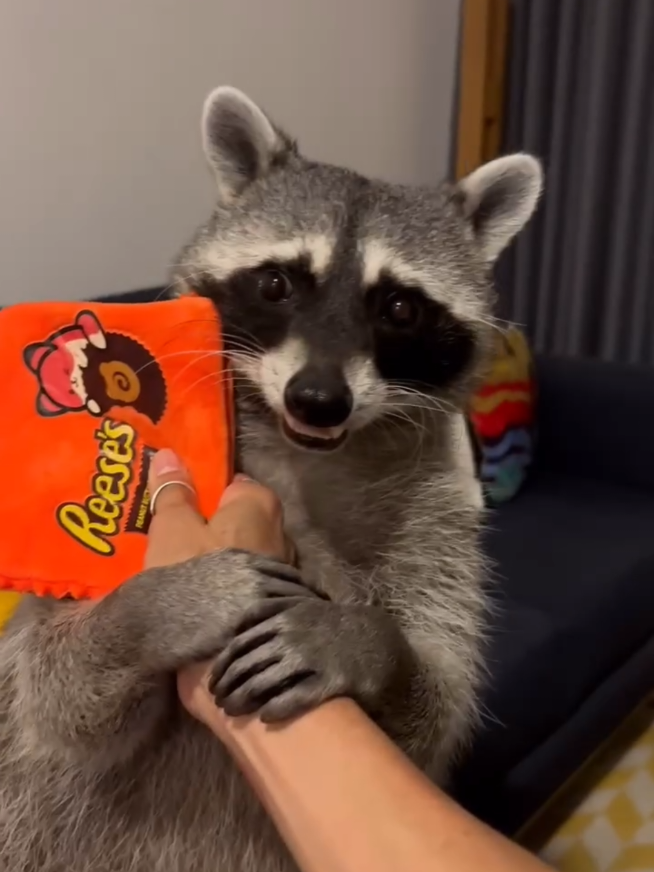 @playboyraccoon