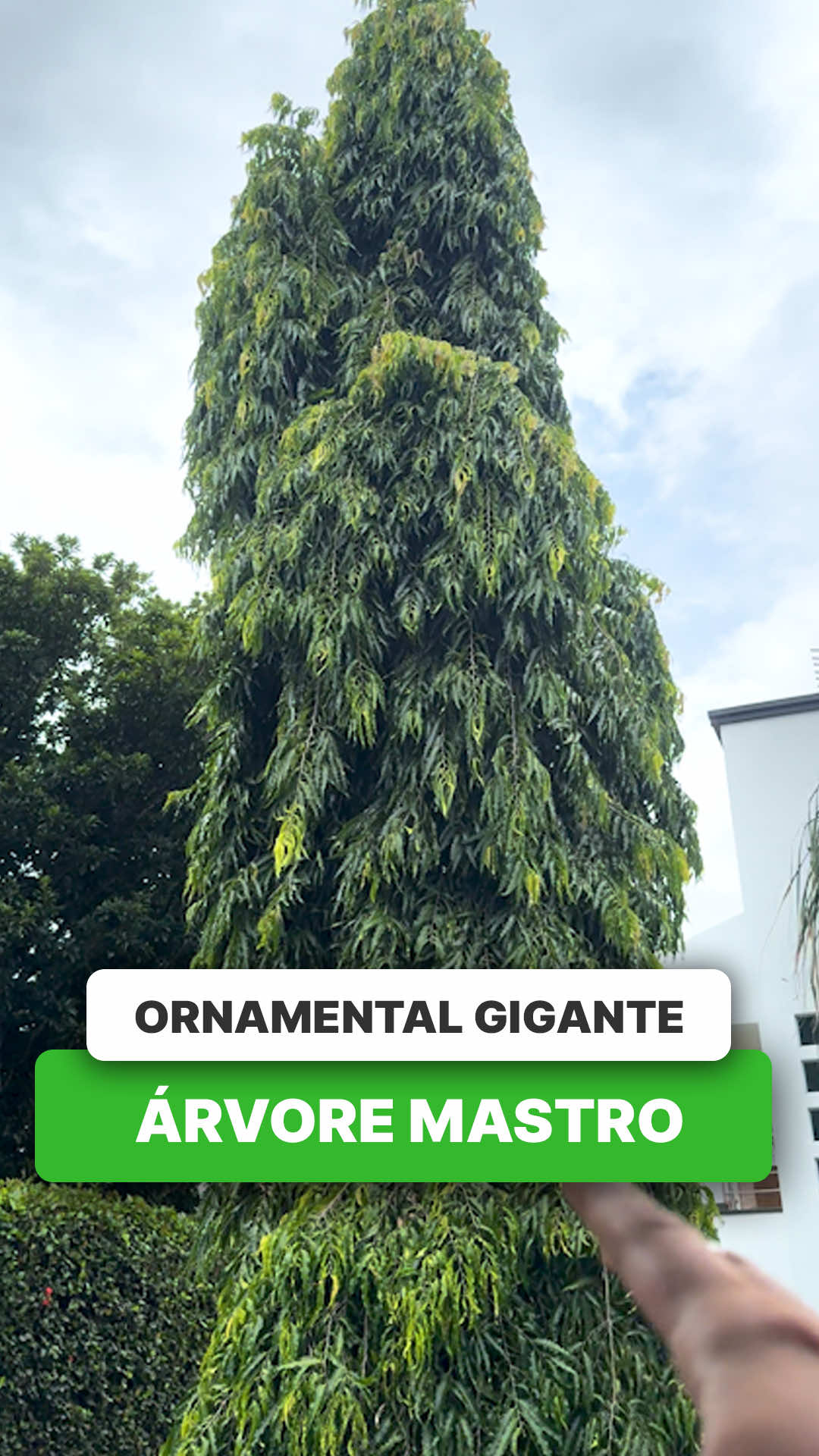 @ViveiroProMudas