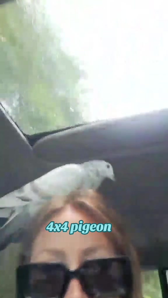 @prettypigeon