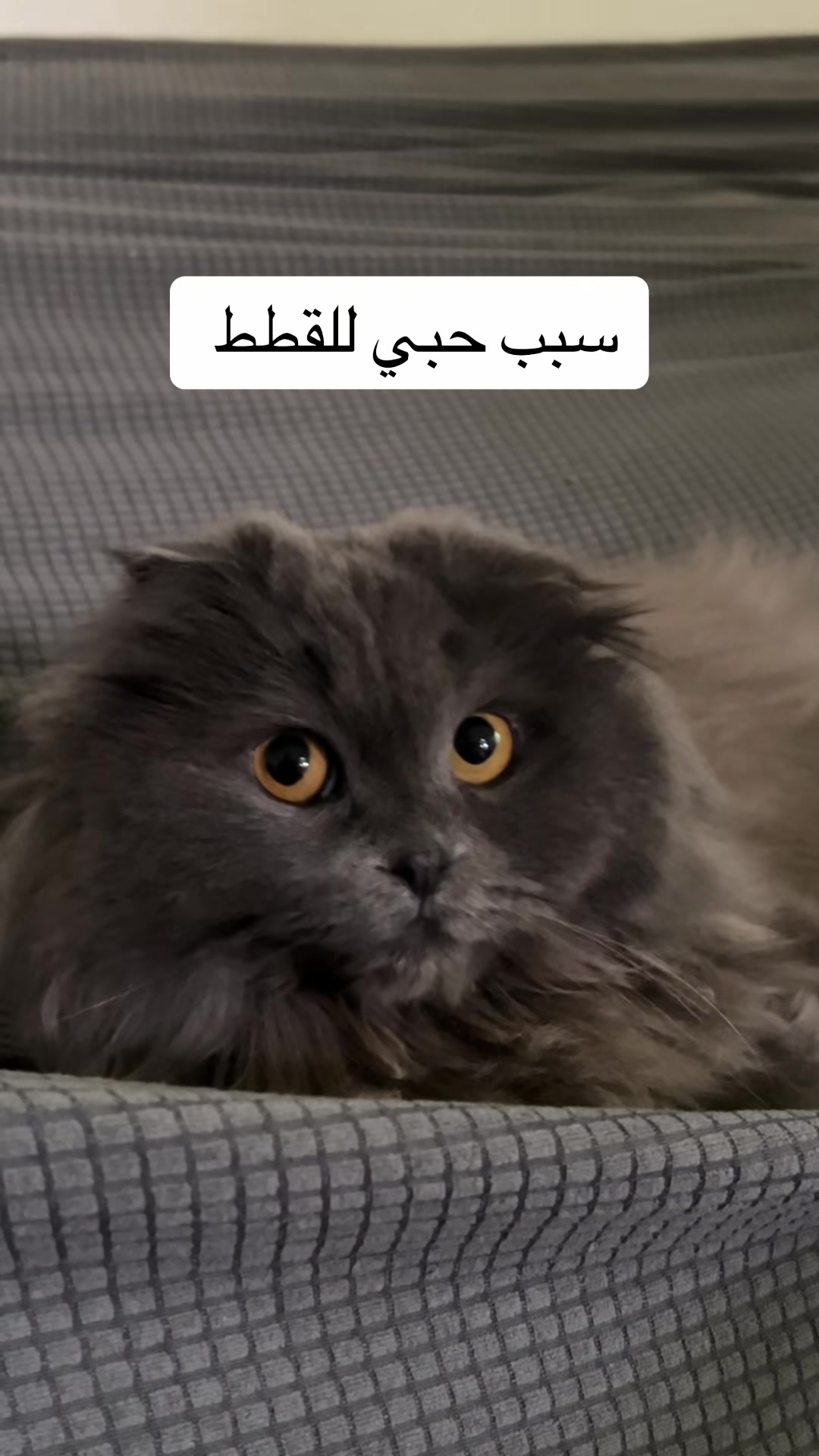 @Aisha🐉