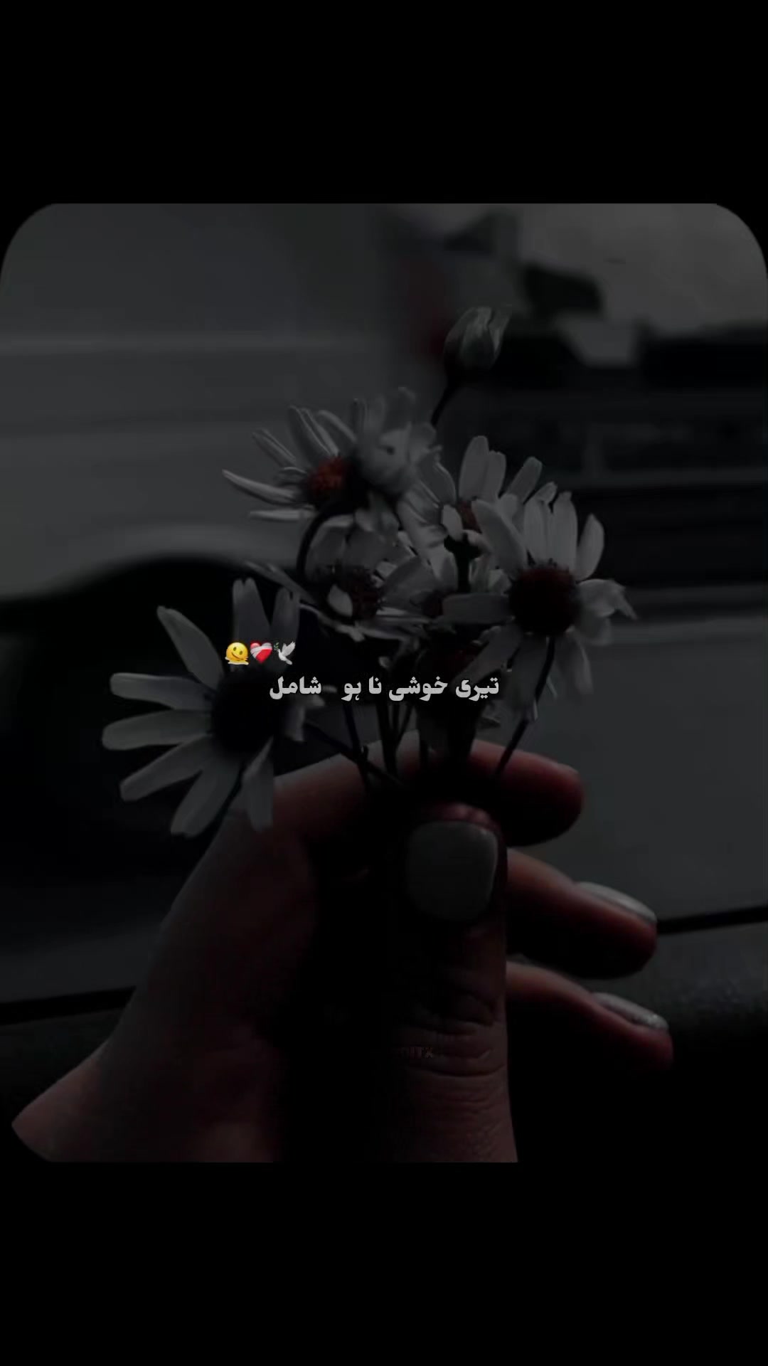 @ش•🕊