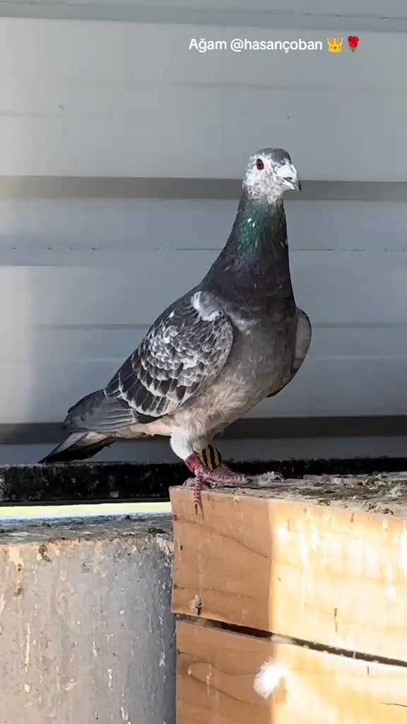 @MEHMET ÇOBAN ( PEŞTO )