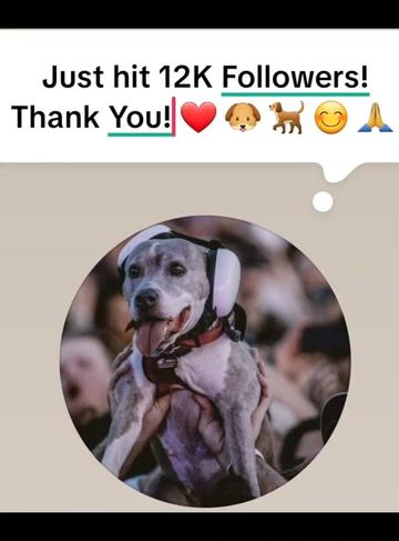 @Oatmeal 🐶🎧❤️🐕