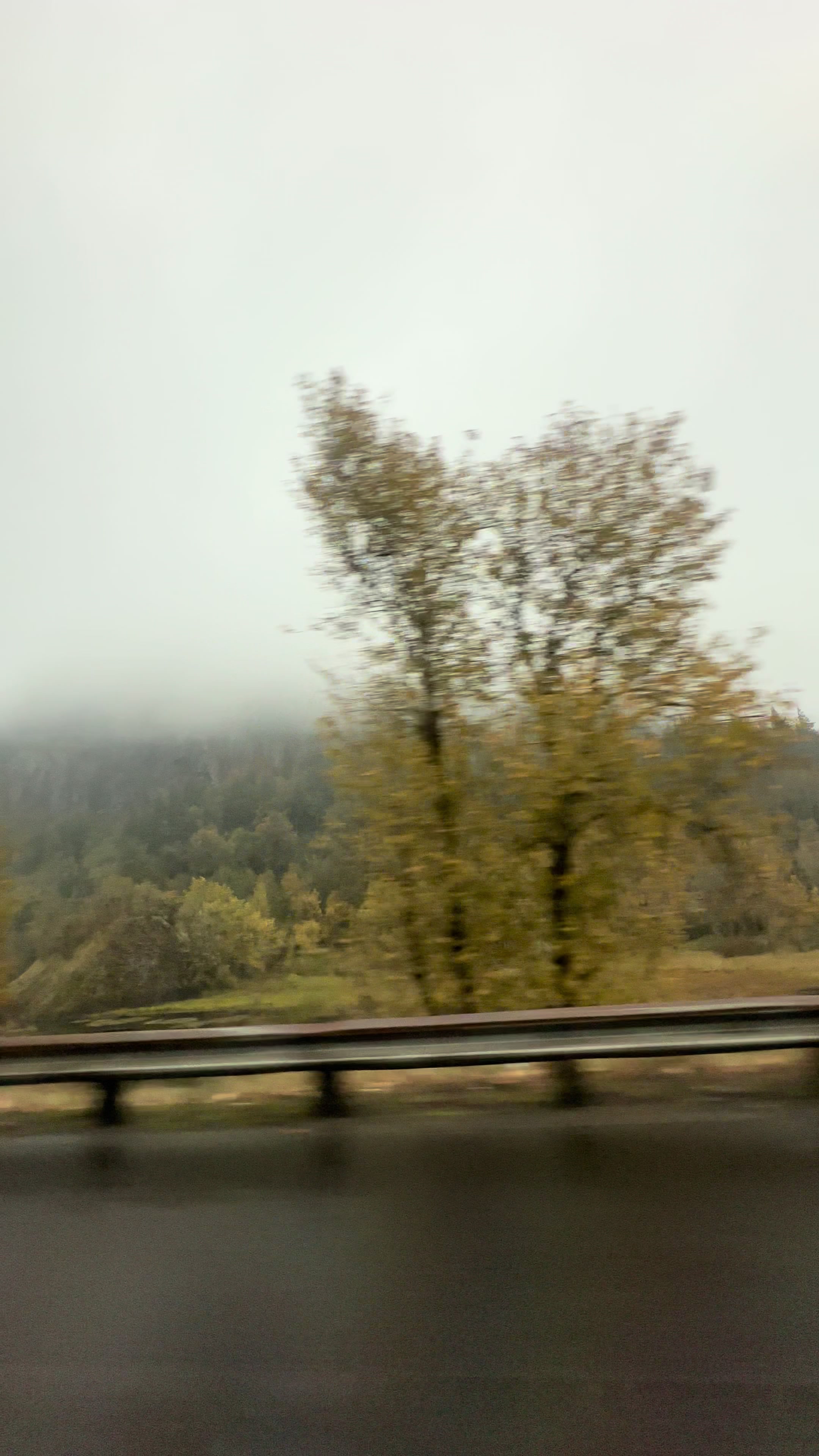 @🌲