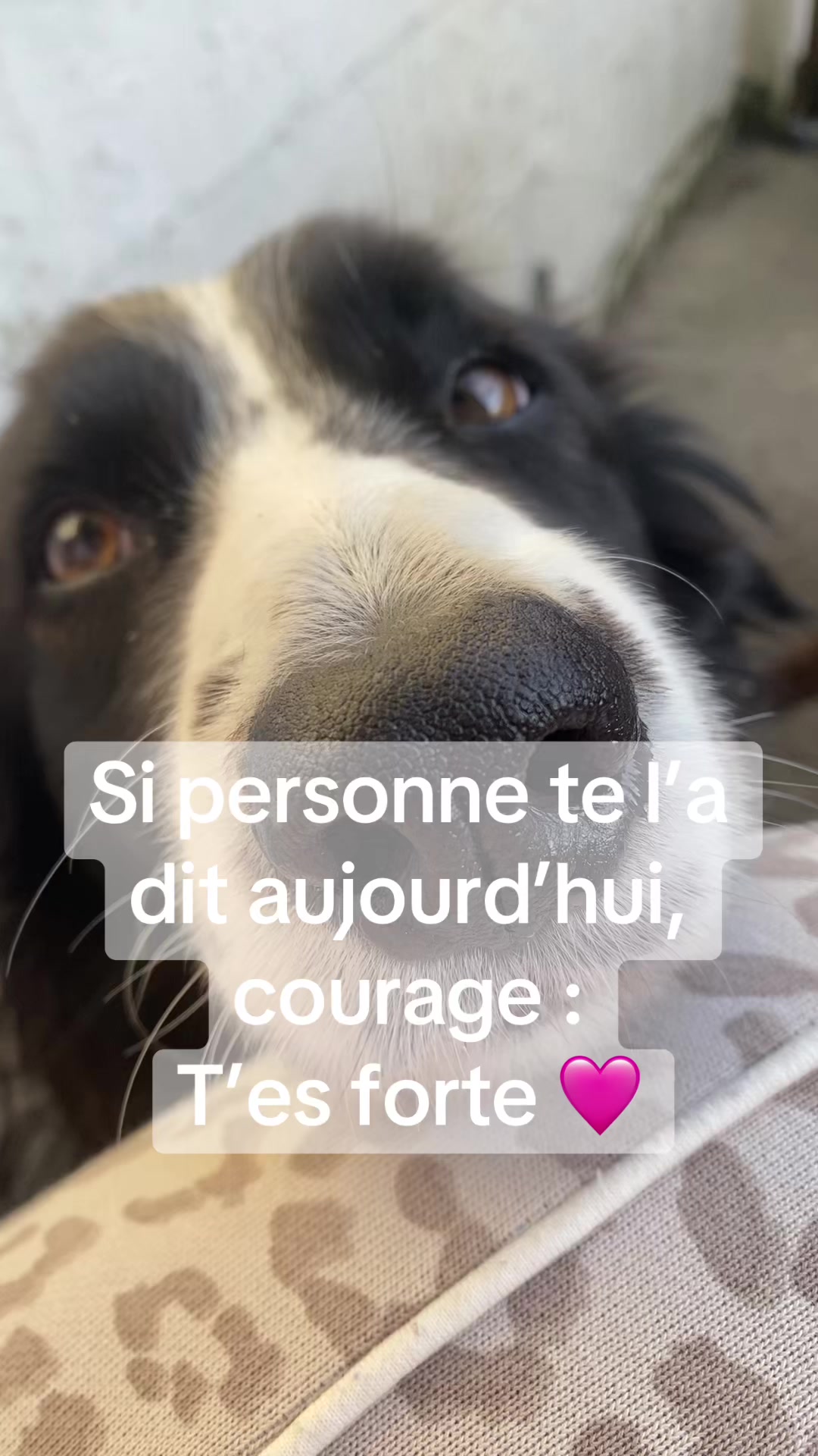 @PacoPacoPaco_le_chien