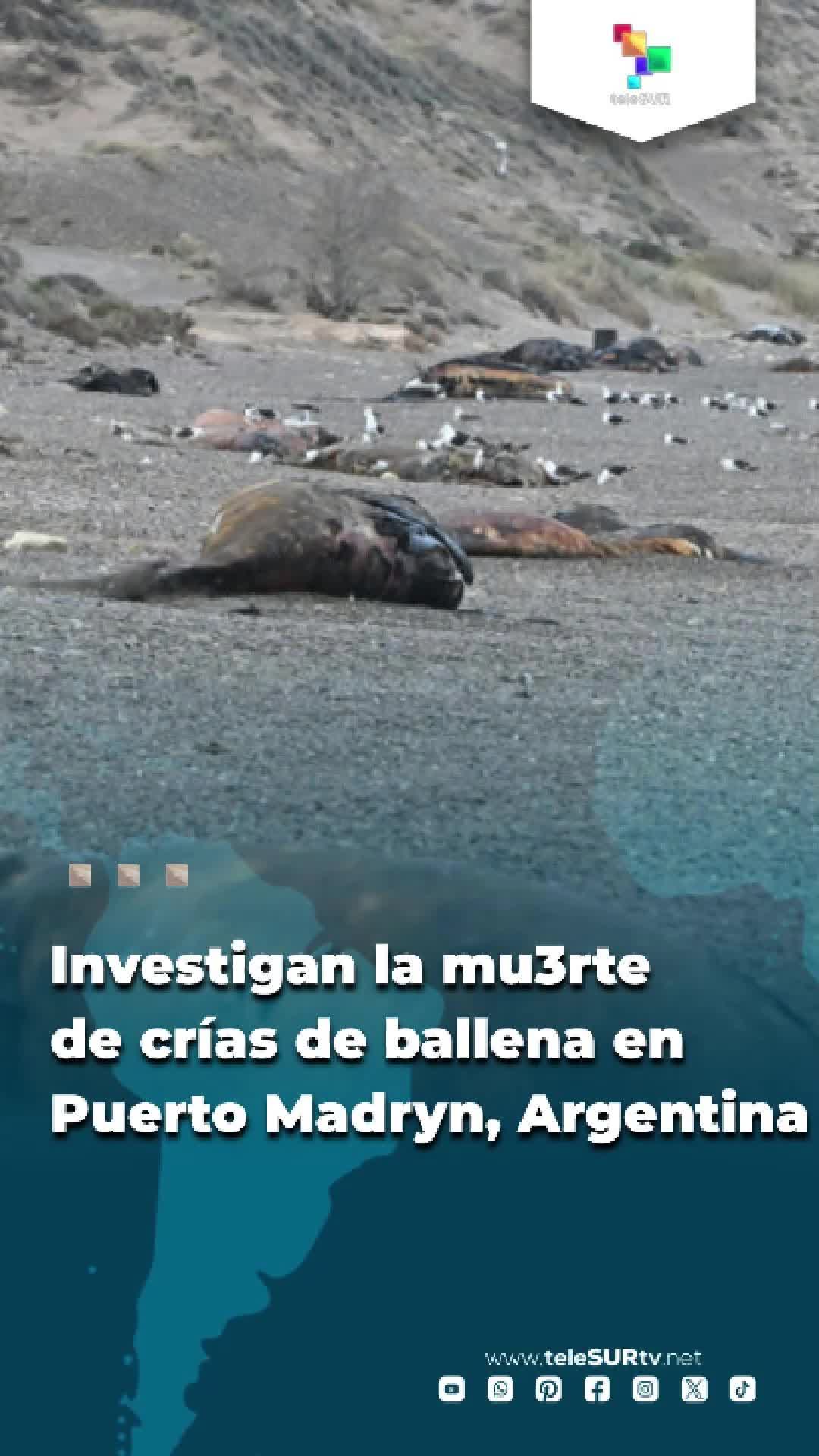 @teleSUR Clips