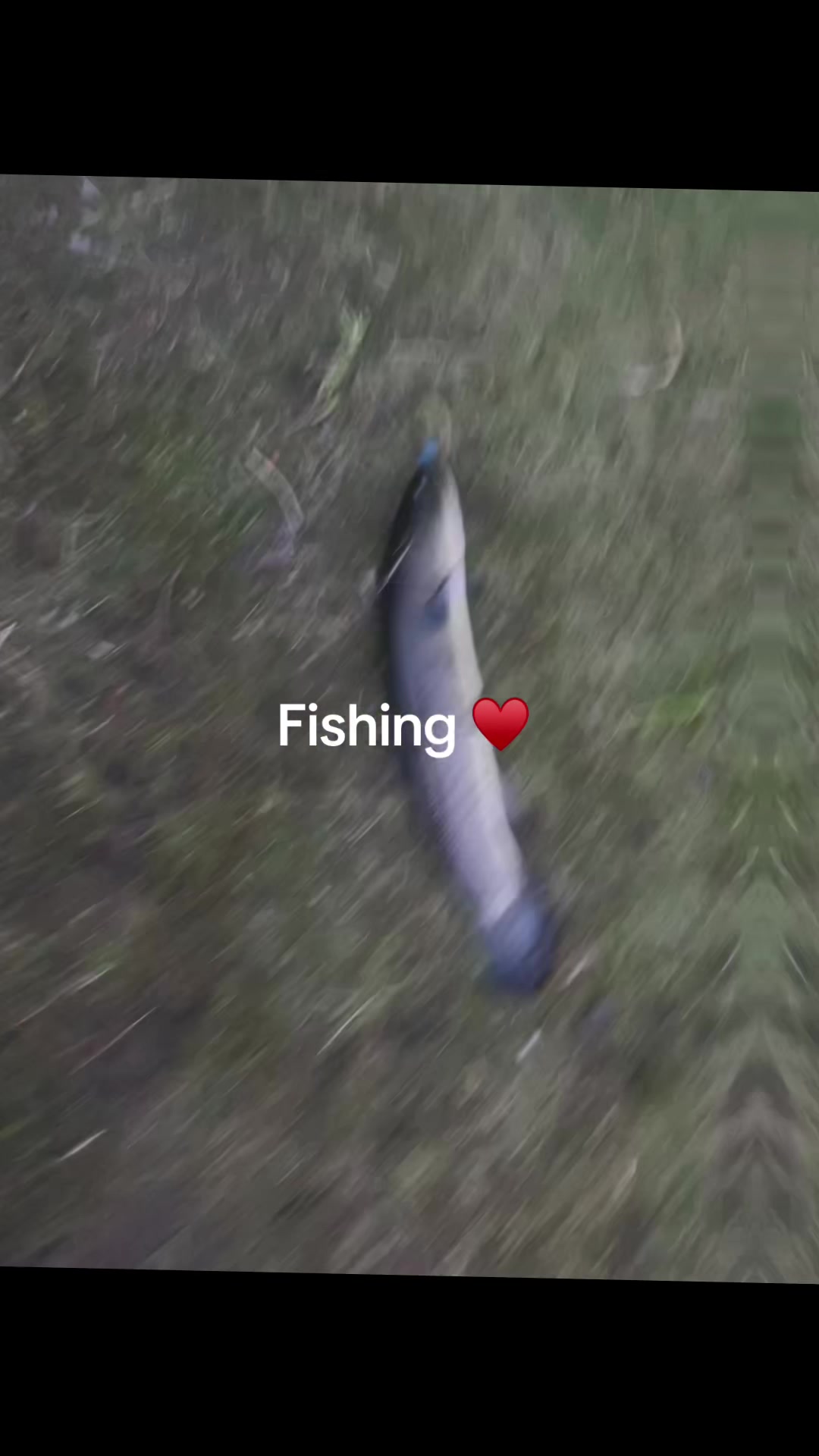 @dirtbike 300