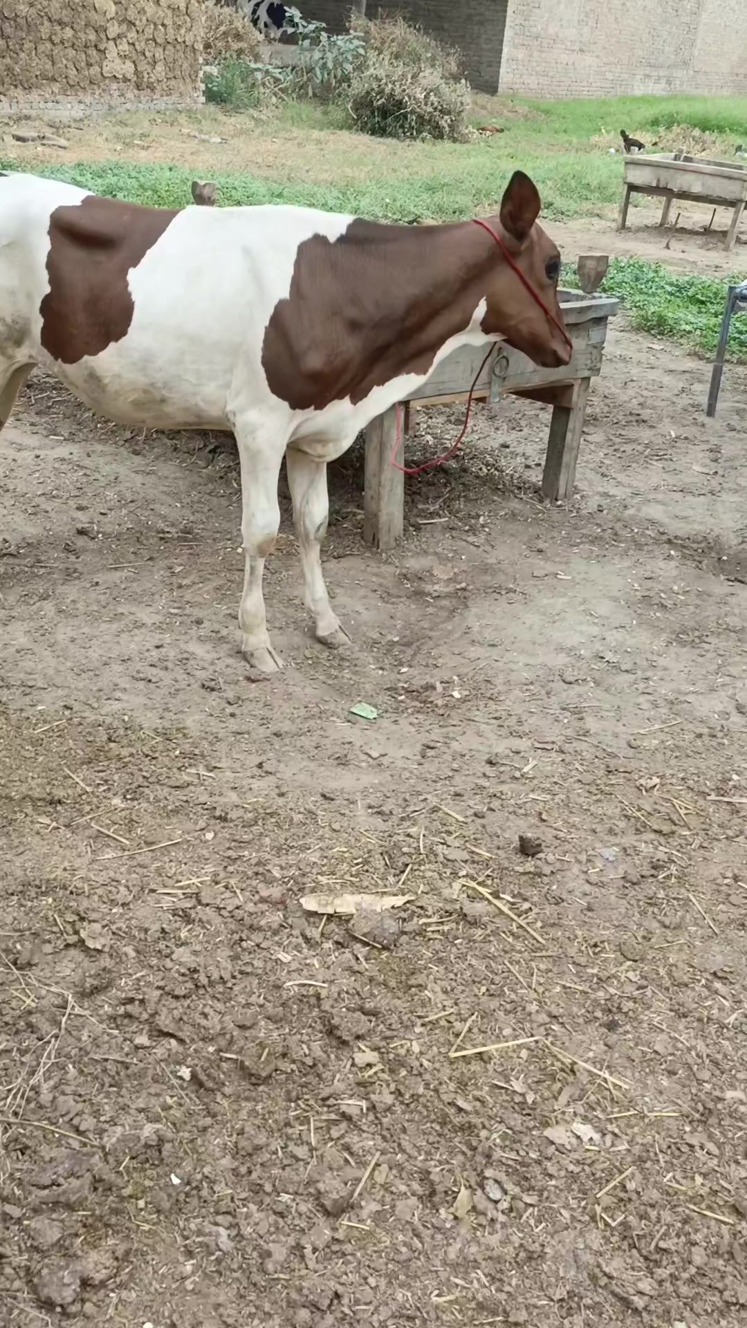 @Usmandairyfarmlayyah
