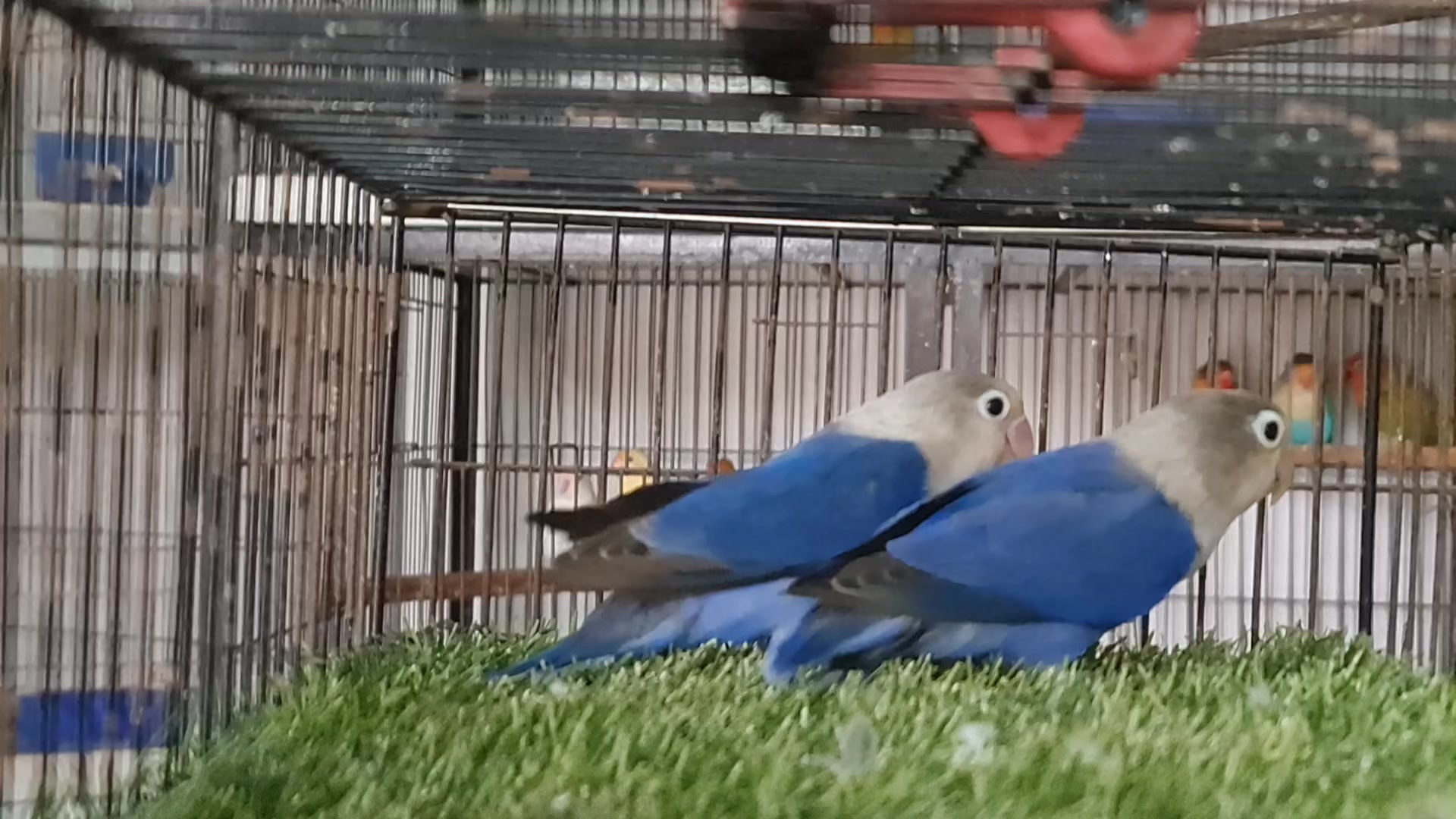 @ROYAL BIRD US