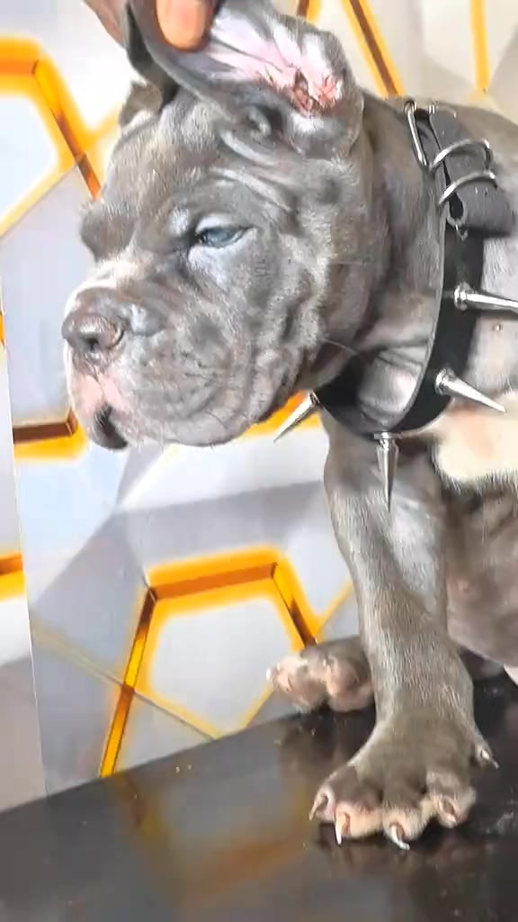 @FIRST CANE CORSO🐾🇨🇮🇨🇮🐾